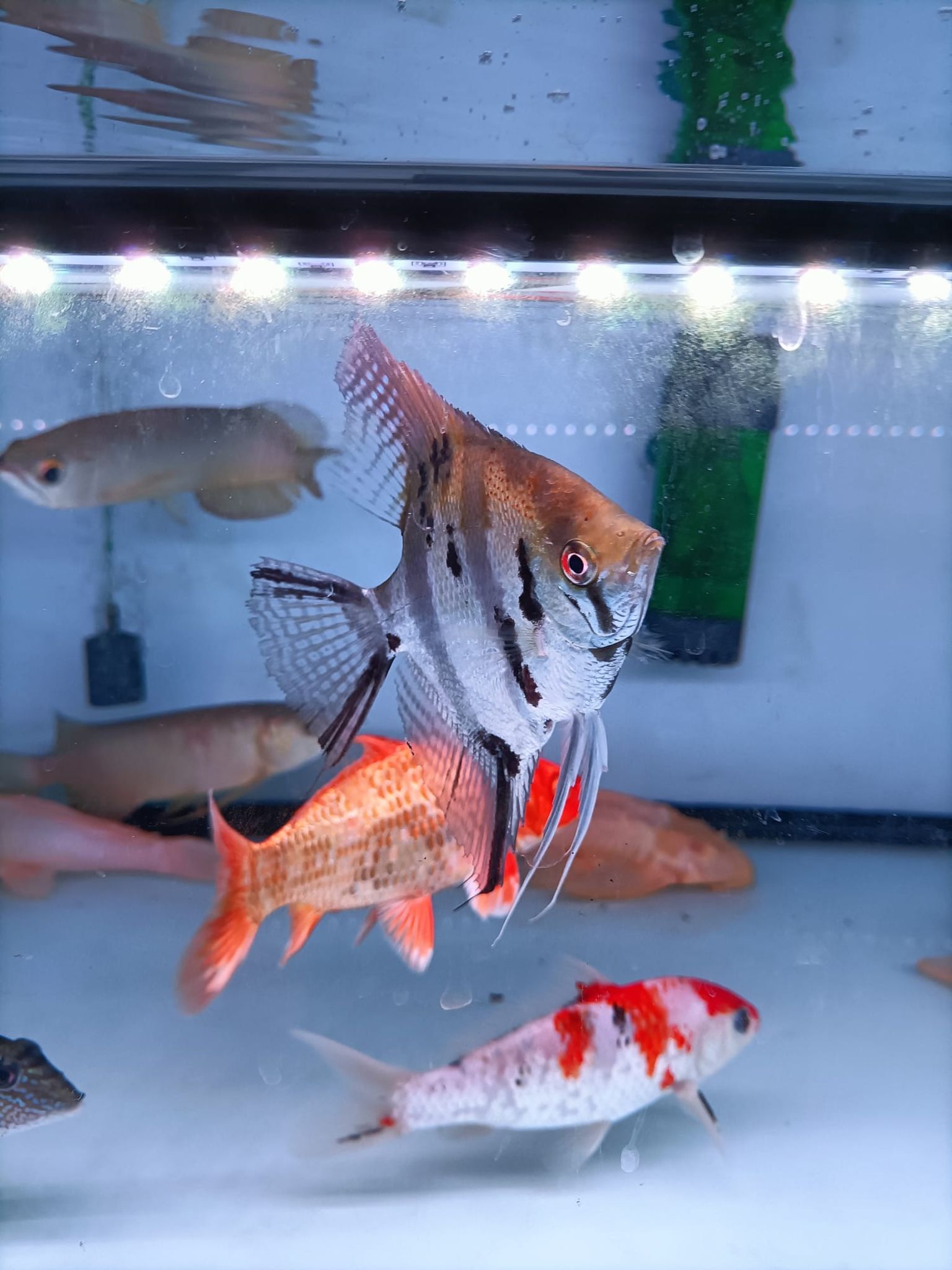 XL size angelfish