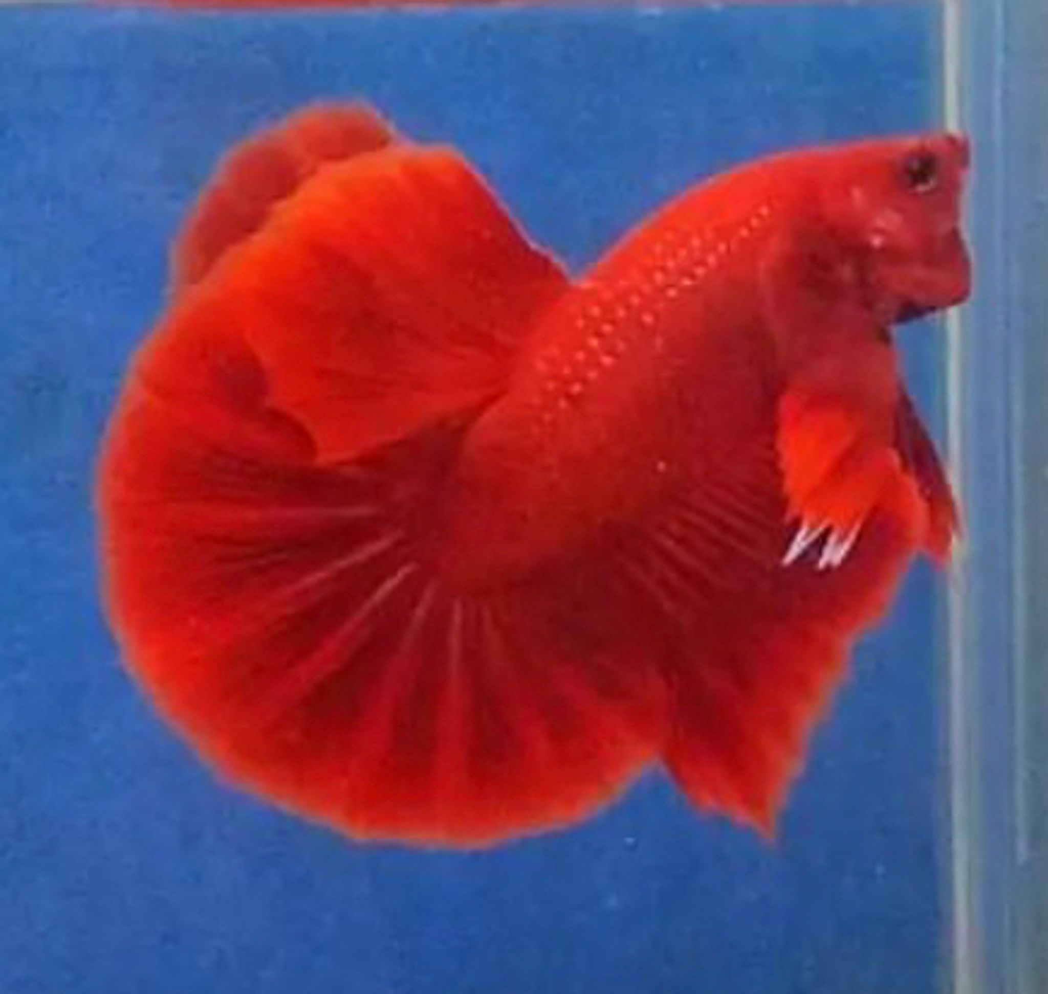 Betta Halfmoon Plakat Super Red Solid