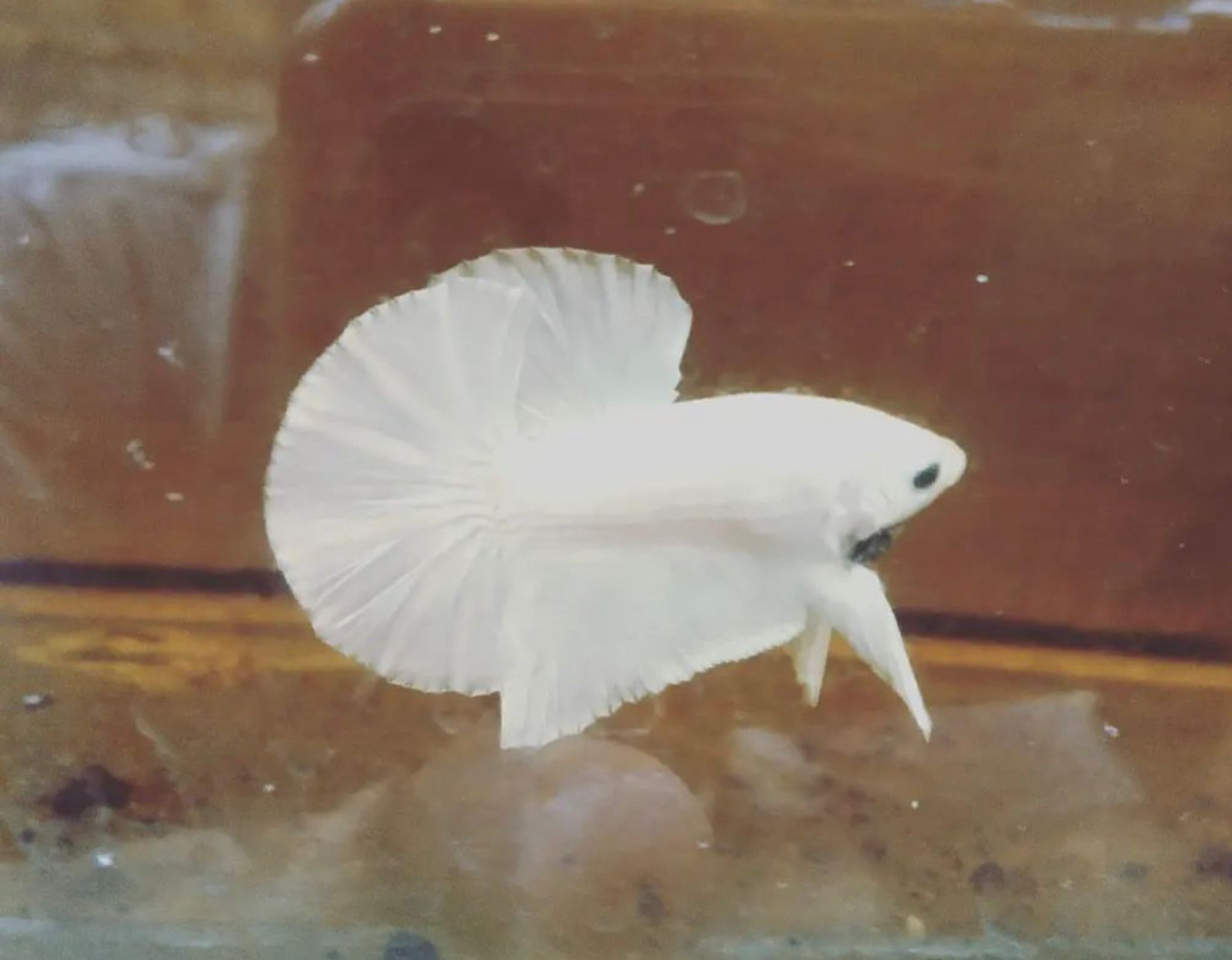 Betta Halfmoon Plakat White Platinum Solid