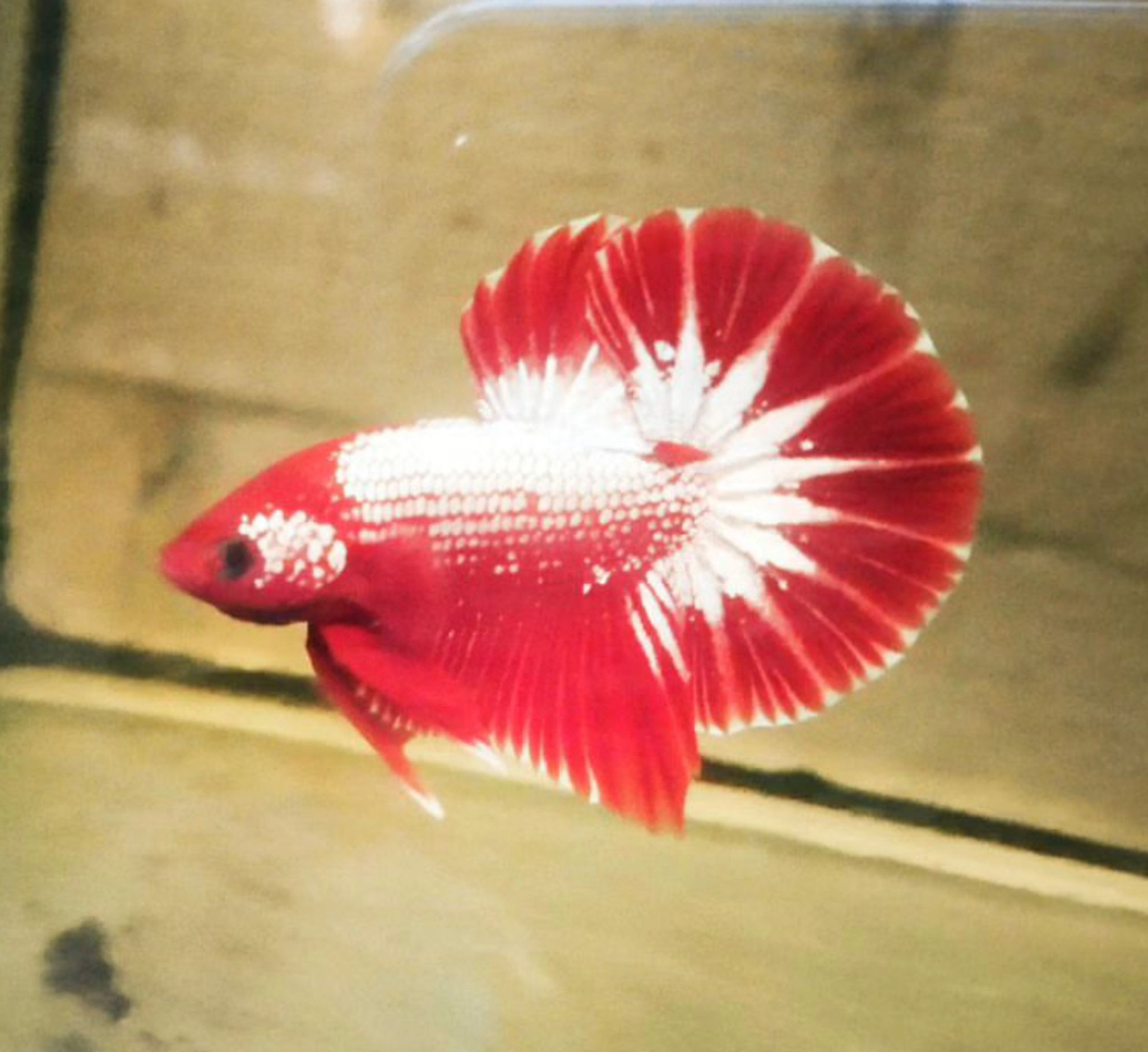 Betta Halfmoon Plakat Red White Fancy Copper