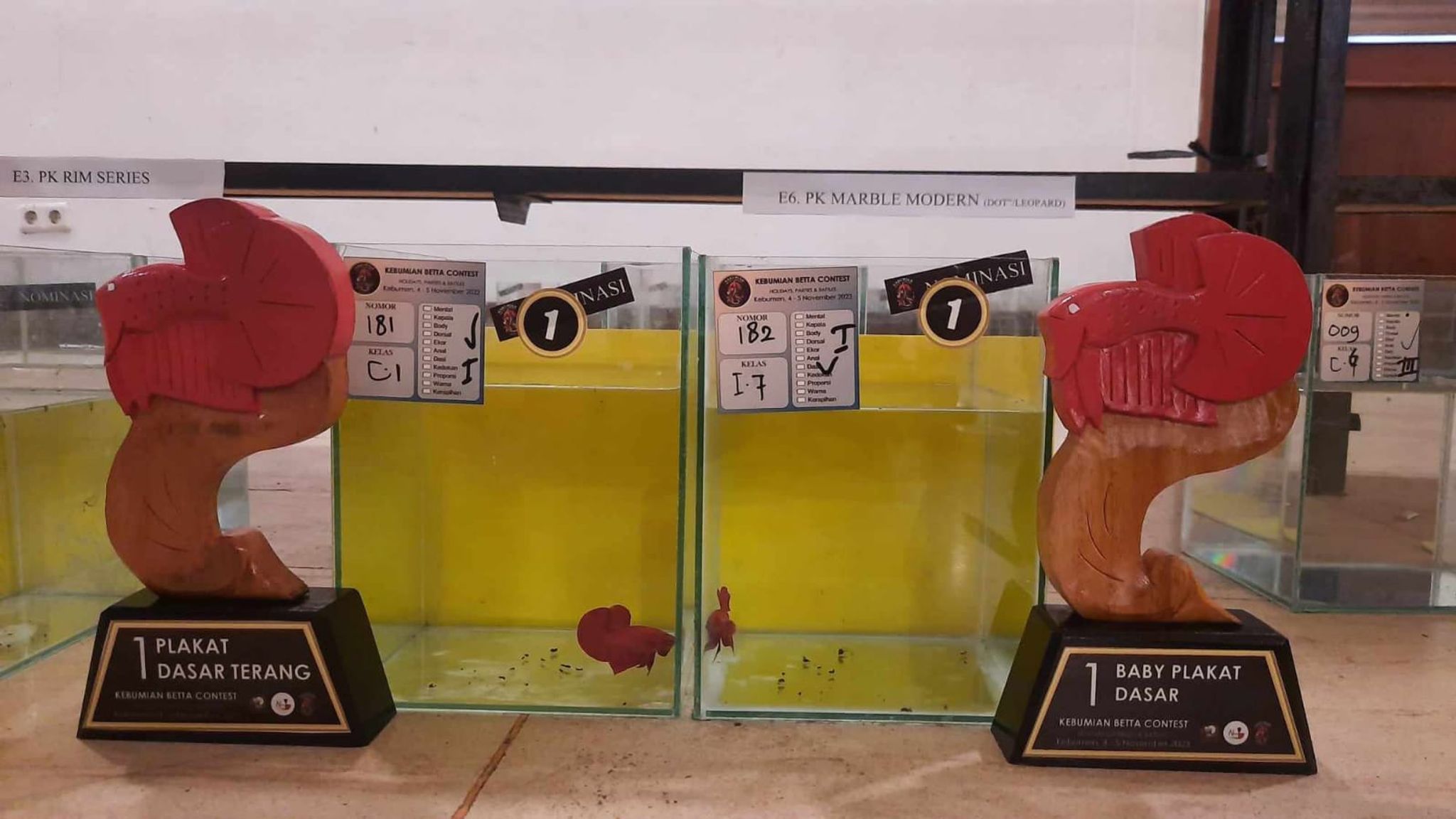 Betta For competition(betta show)