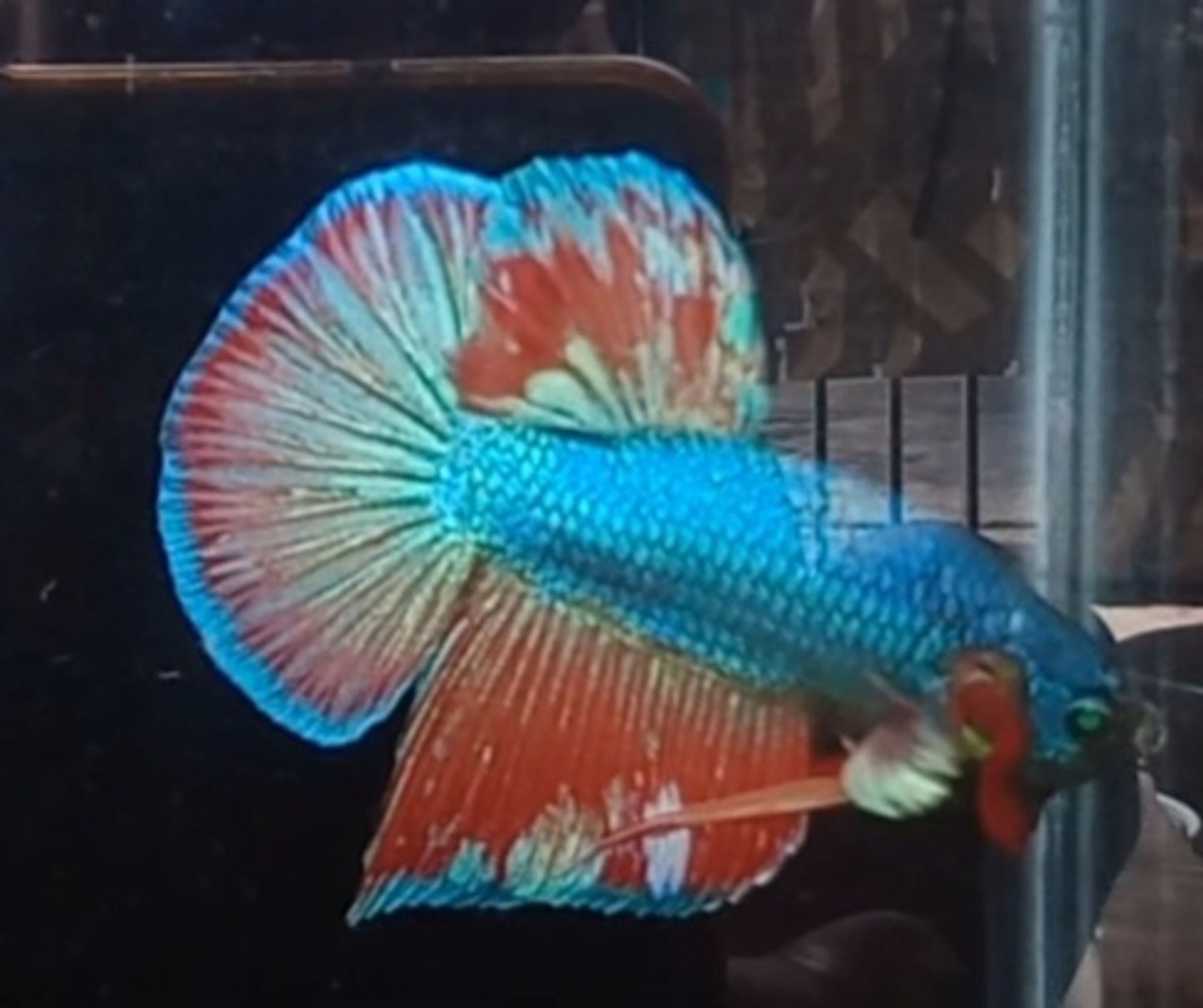 HMPK