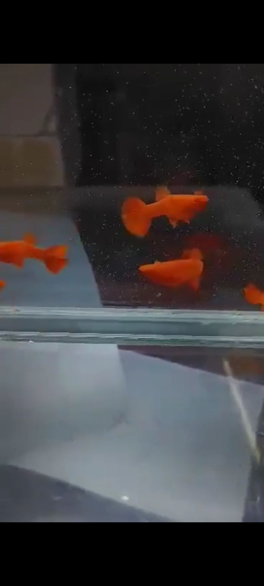 Koi super red
