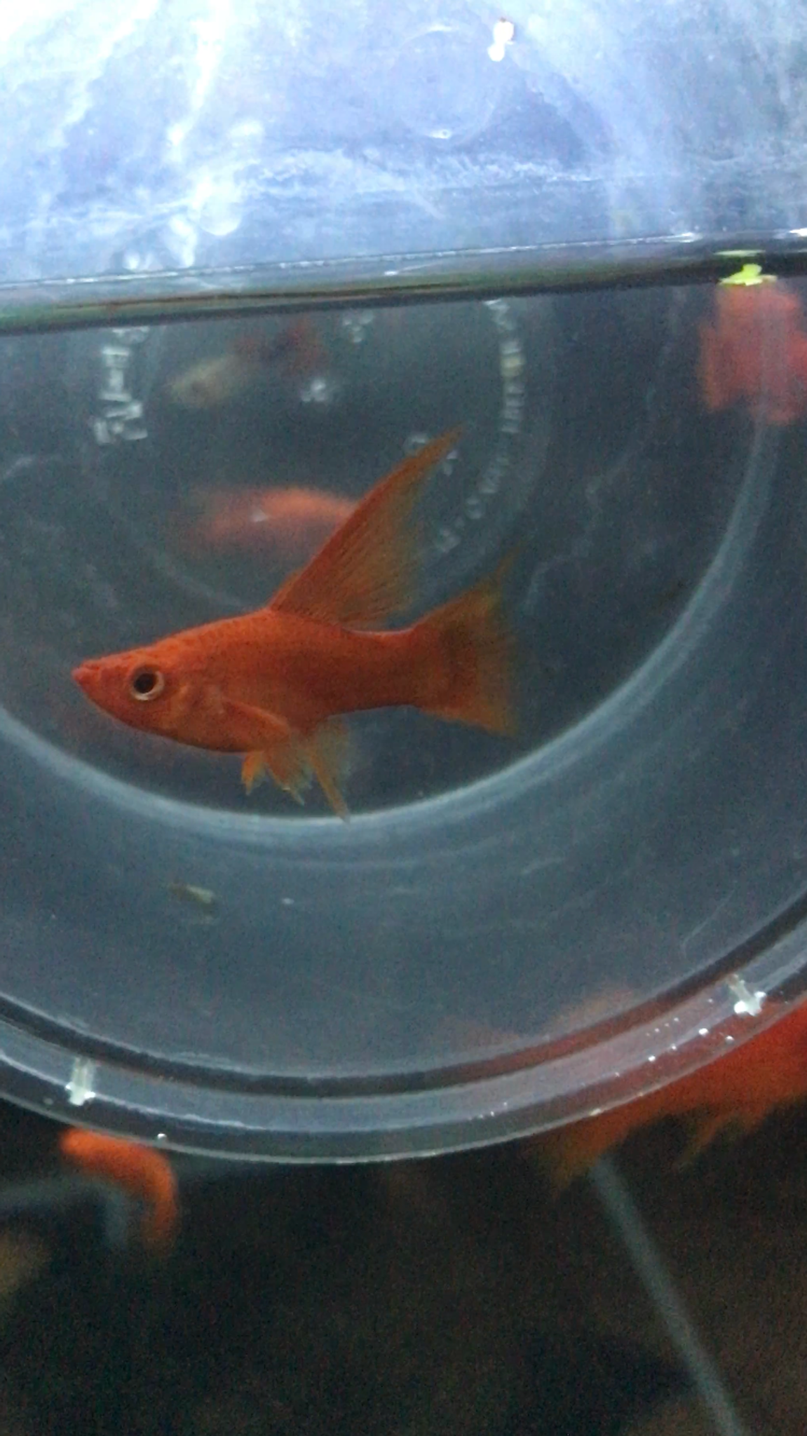 Blood red lyretail sword tail 4-5 cm