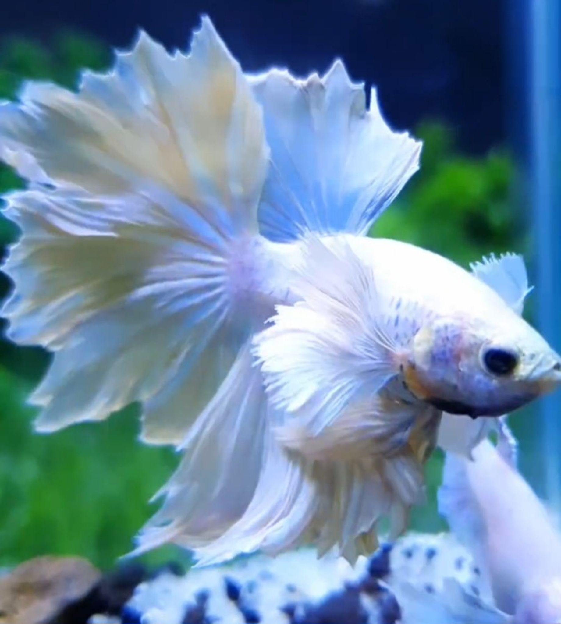 Halfmoon dumbo ear