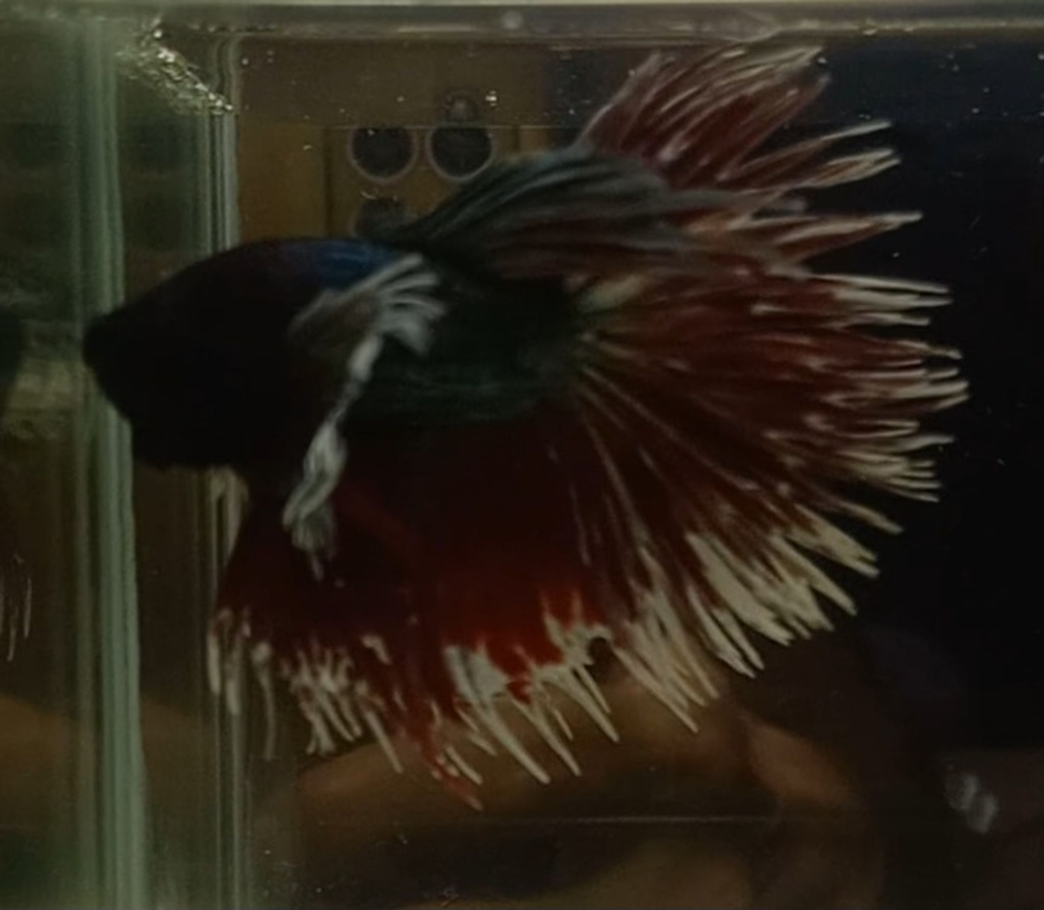 Crowntail Dumbo Ear