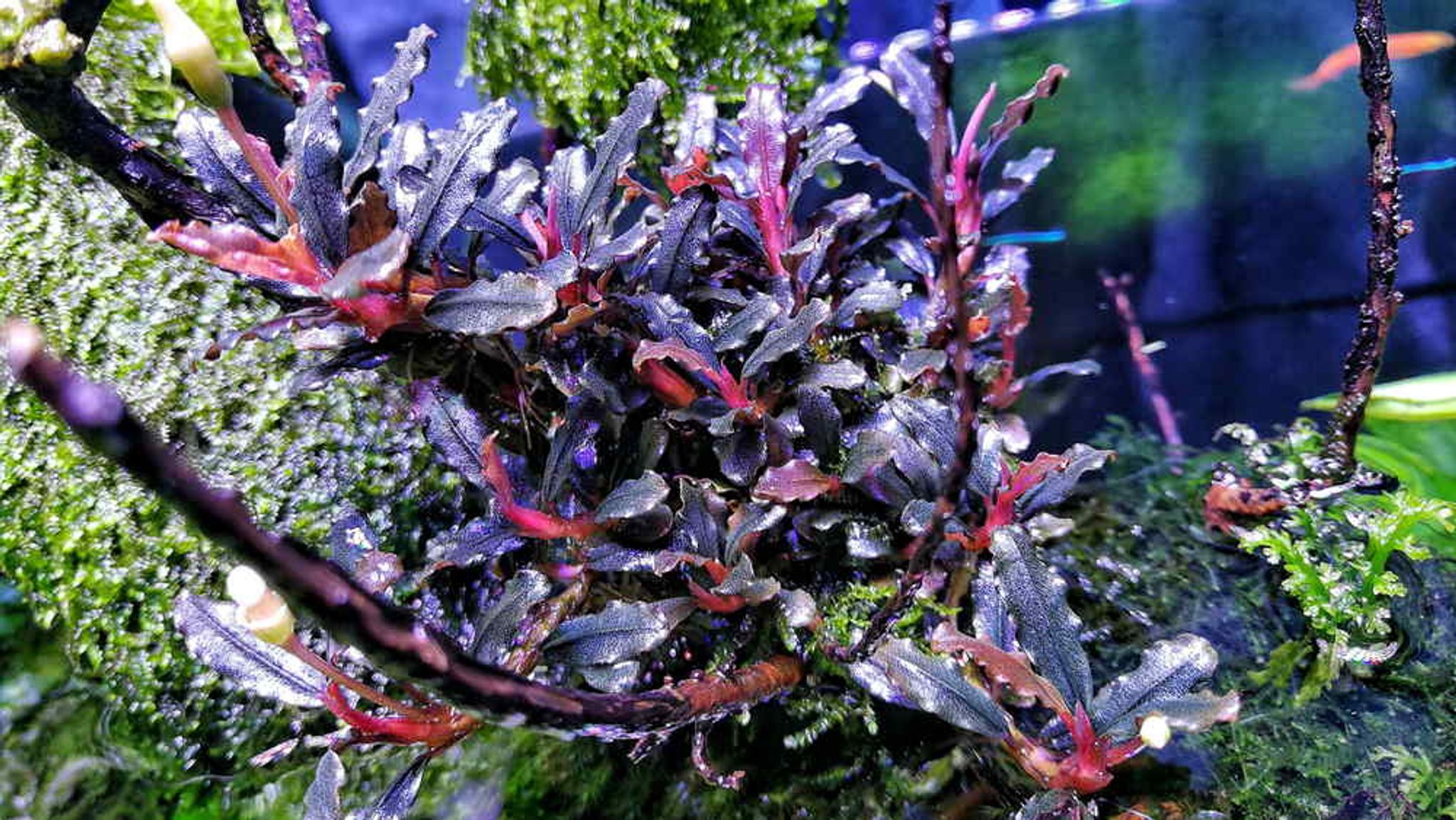 Product image Bucephalandra (Buce) - Aquarium Live Plant Bucep 3 icon arrow left boldicon arrow right bold Share: 0 Product Information Section Bucephalandra (Buce) - Aquarium Live Plant Bucep