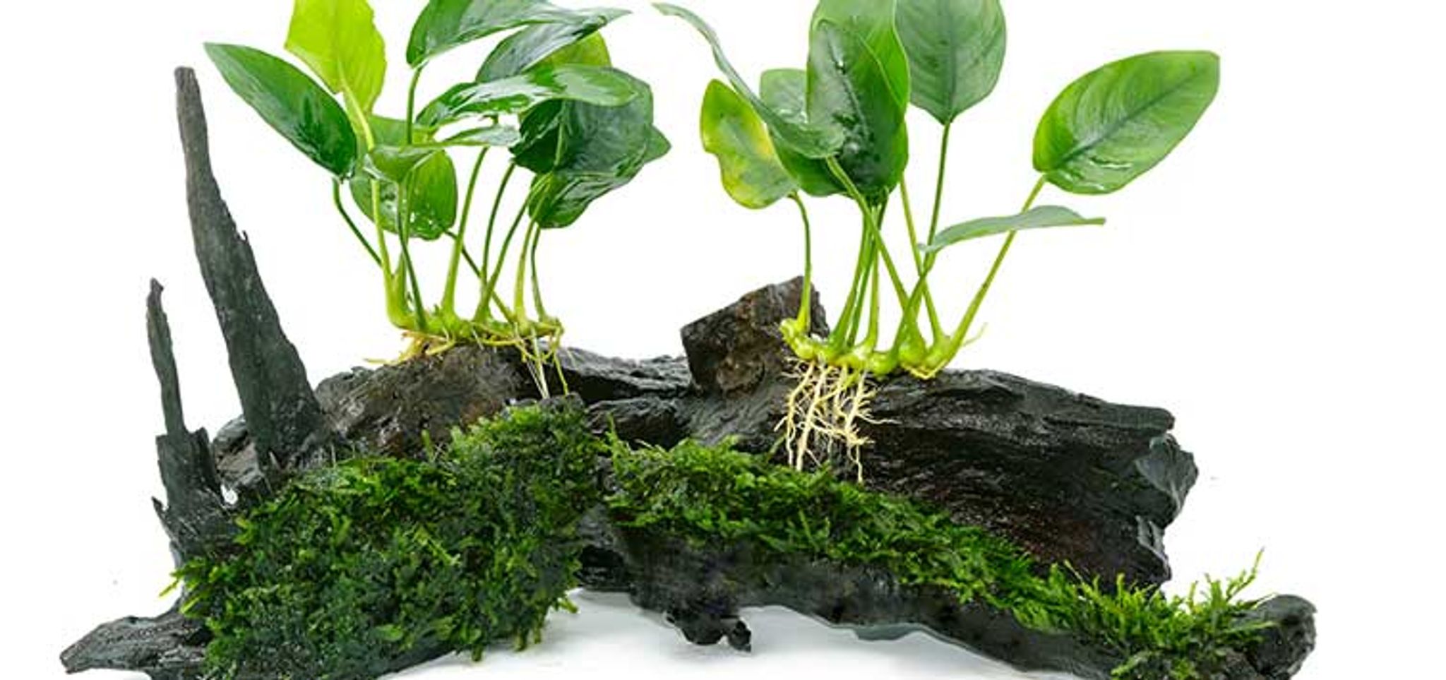 Anubias var. - Aquatic Live Plant Aquarium Aquascape Anubias Nana Petite Golden Coin Coffeefolia