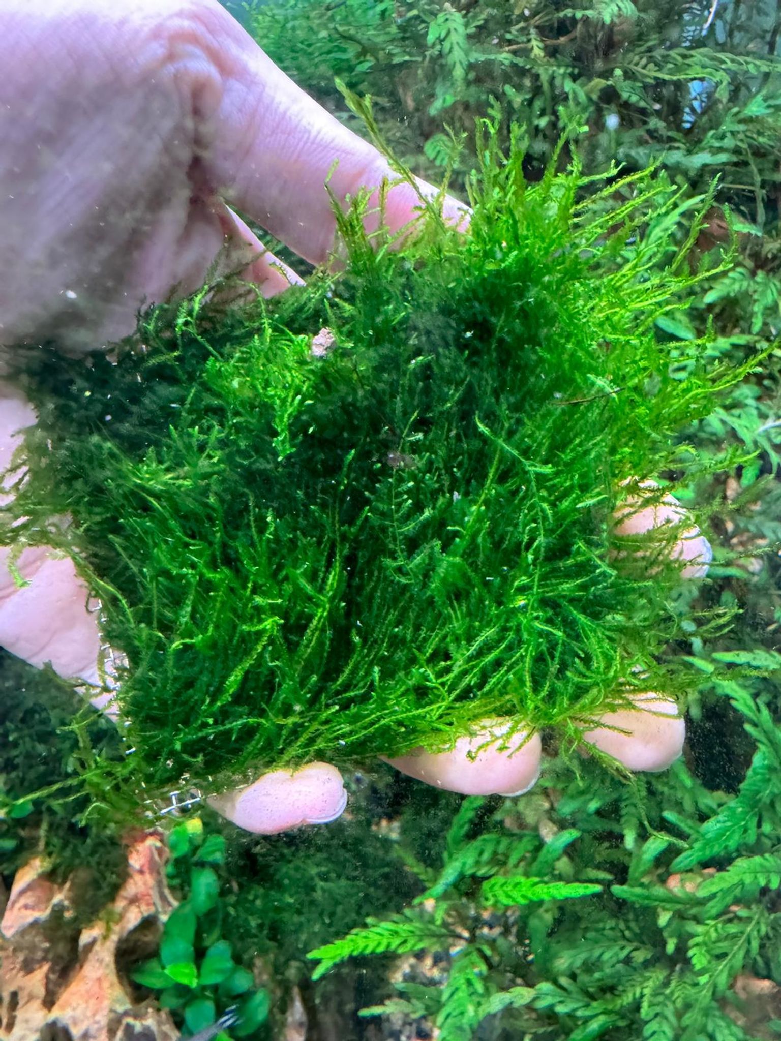 Aquarium Live Aquatic Moss Assorted Moss Mesh (7x7cm)