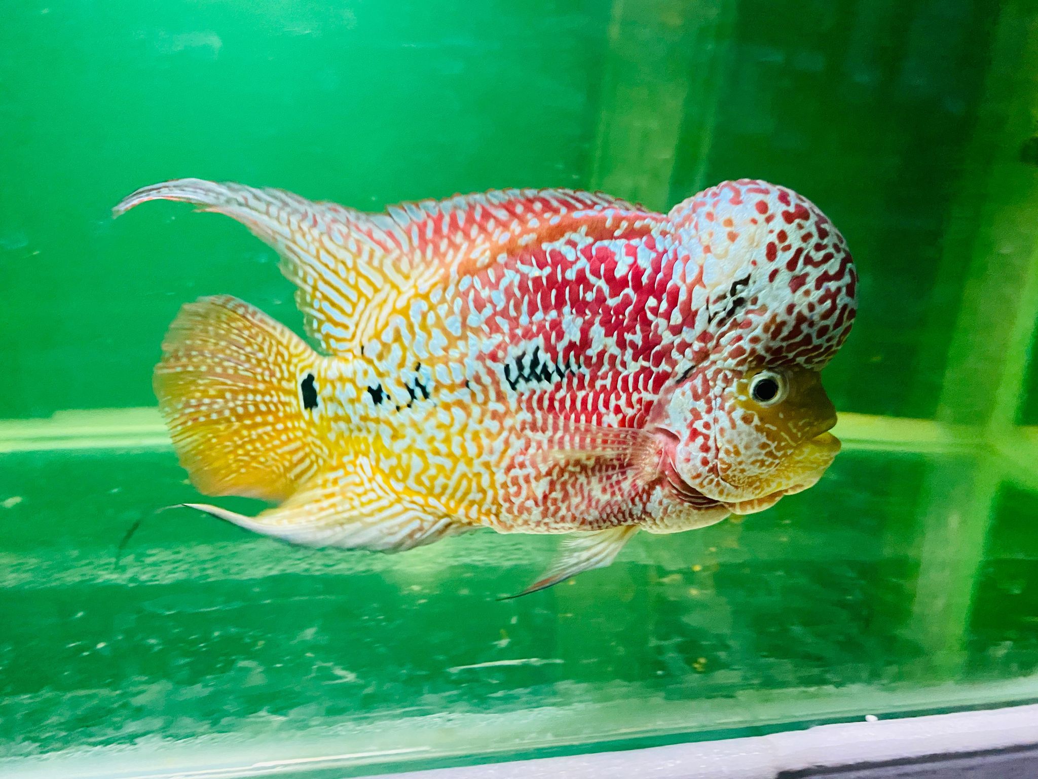 VERY BIG KOK TWO TONE KAMFA FLOWERHORN 6 ” Male HIGH FERTILITY FROM INDONESIA