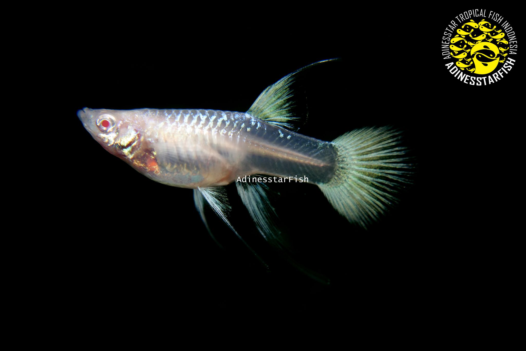 Albino Full Platinum Ribbon