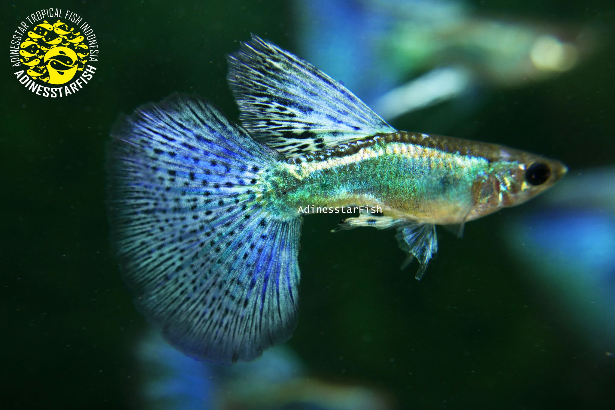 Blue Grass Big Tail High Dorsal