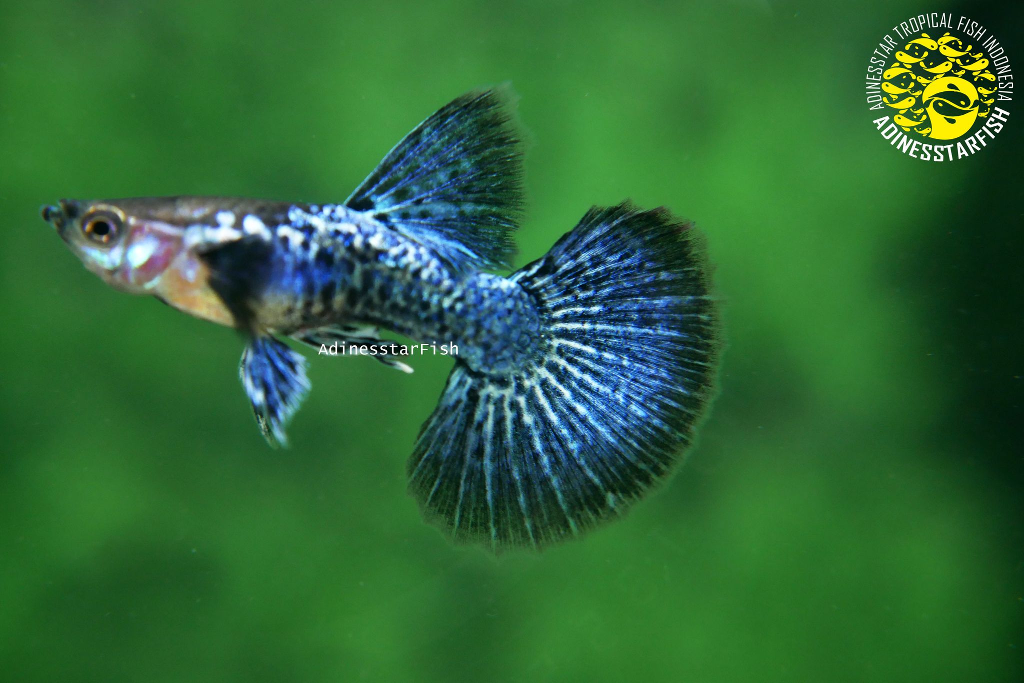 Blue Dragon Big Dorsal