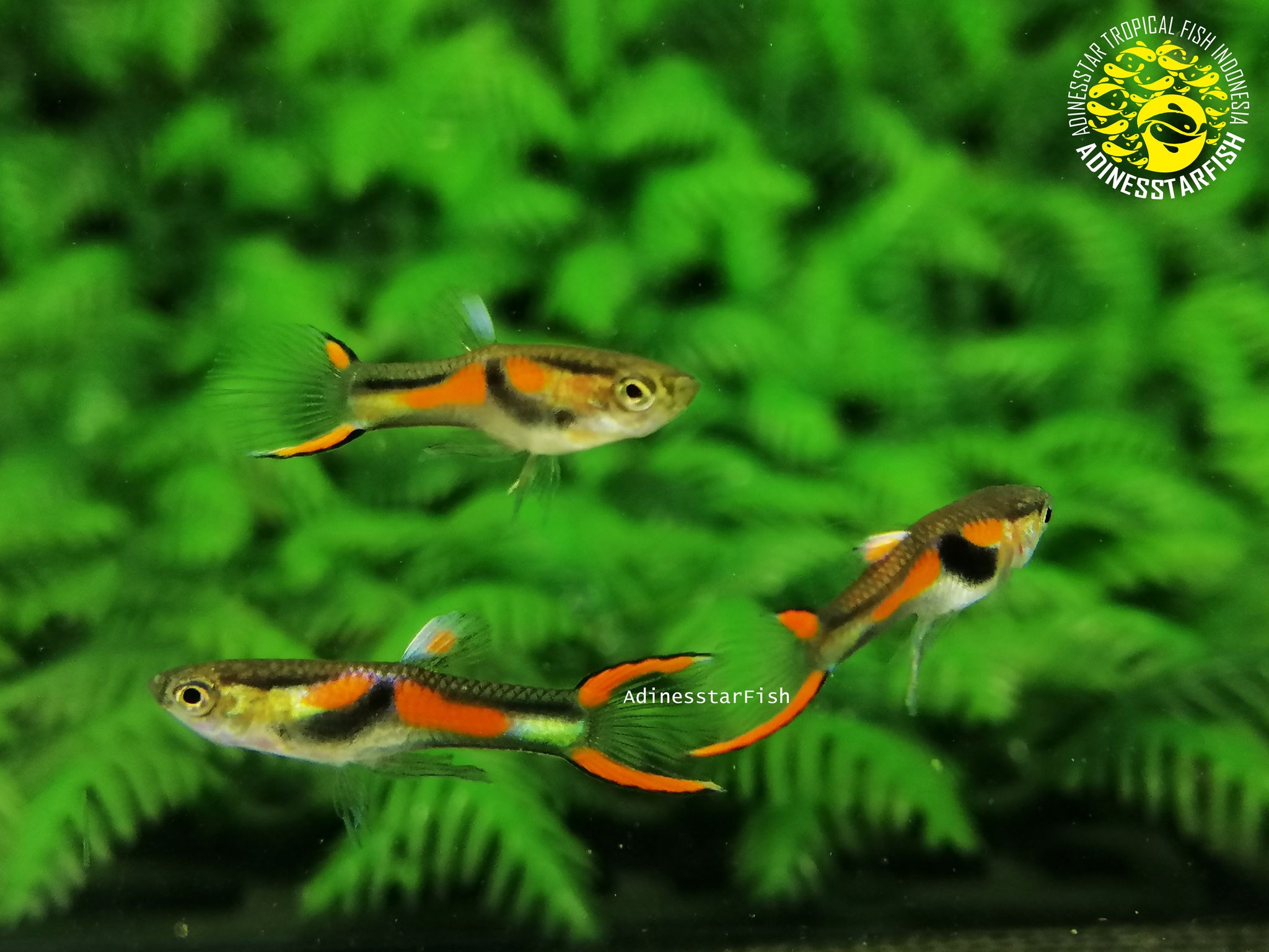 Endler Black Bar Hybrid 