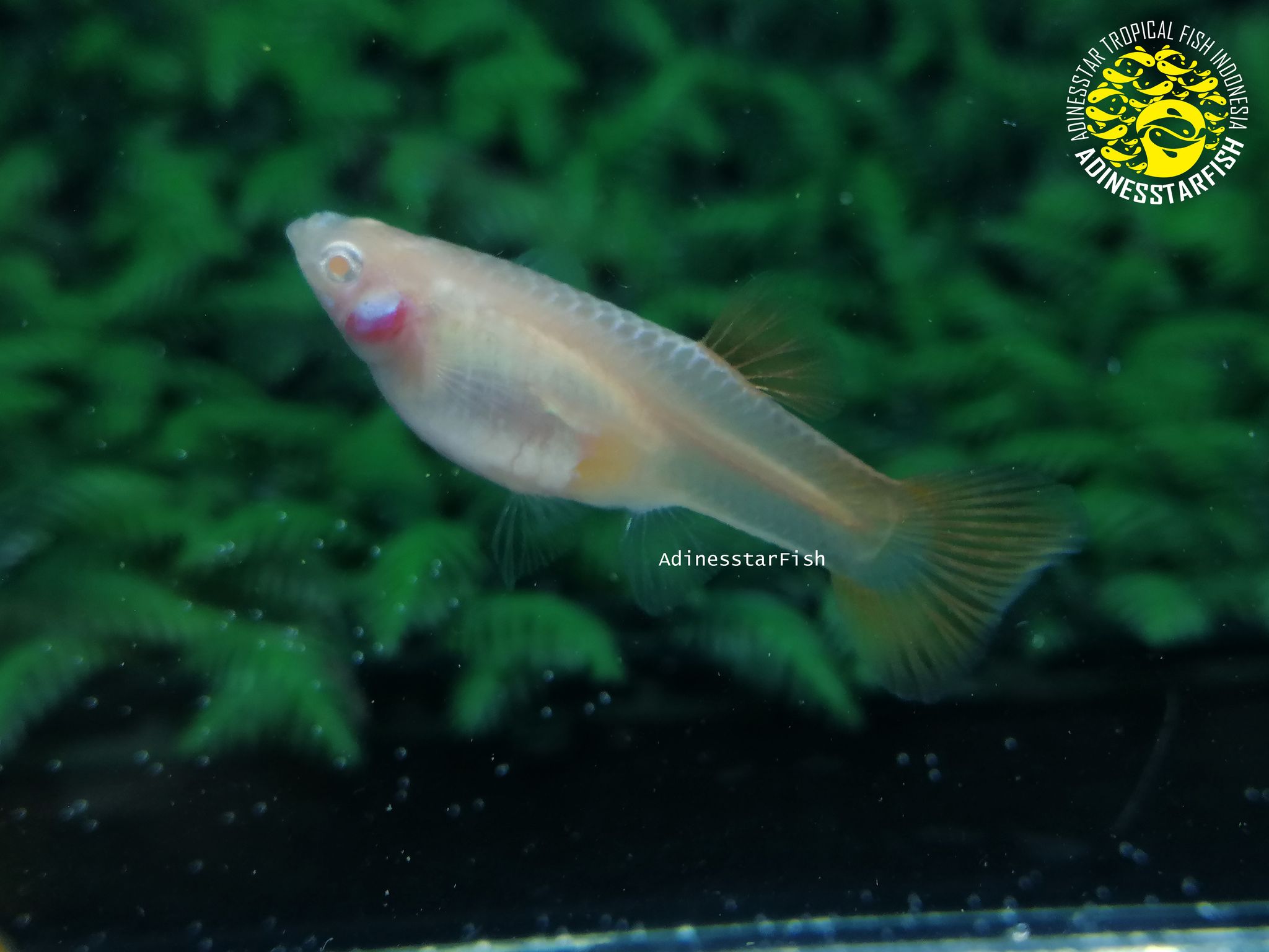 Albino Red Lace Round Tail