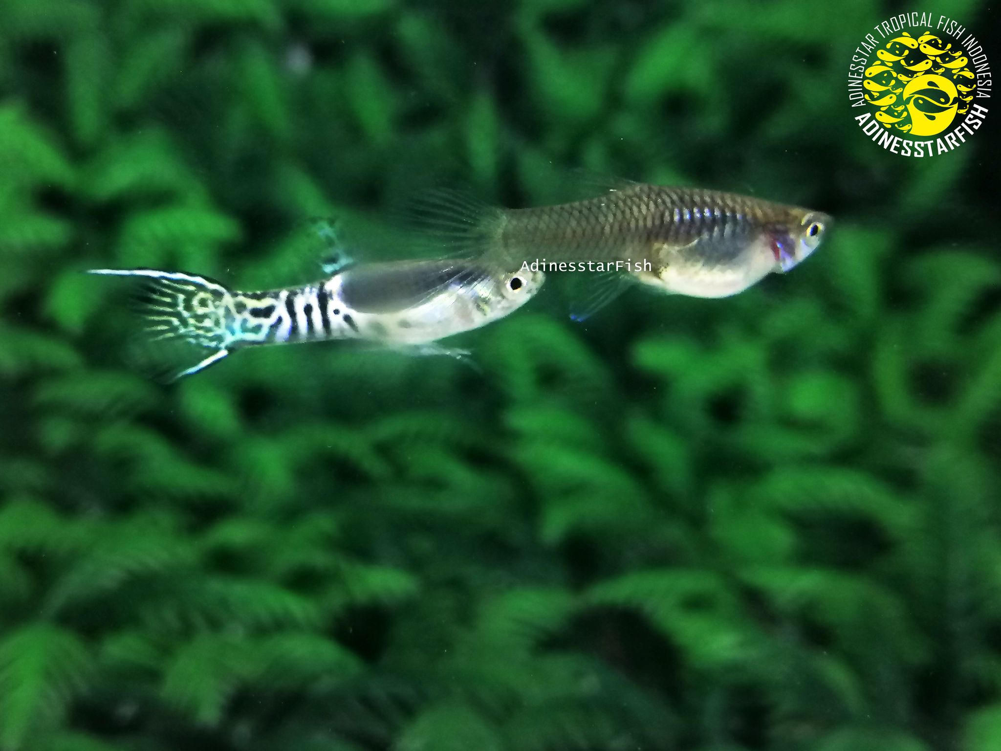 Endler Filigran Black Spot