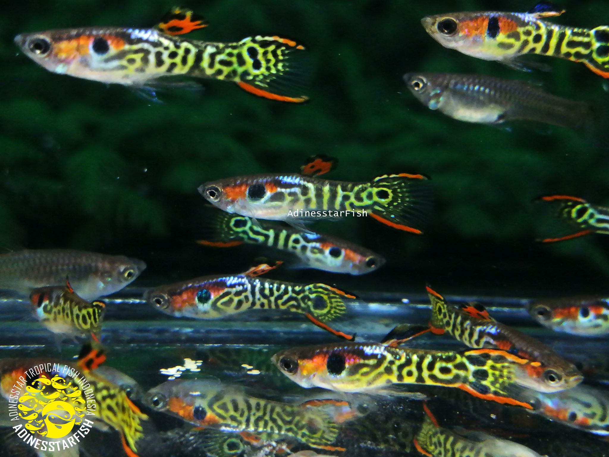 Endler Mini Tiger Hybrid Guppy