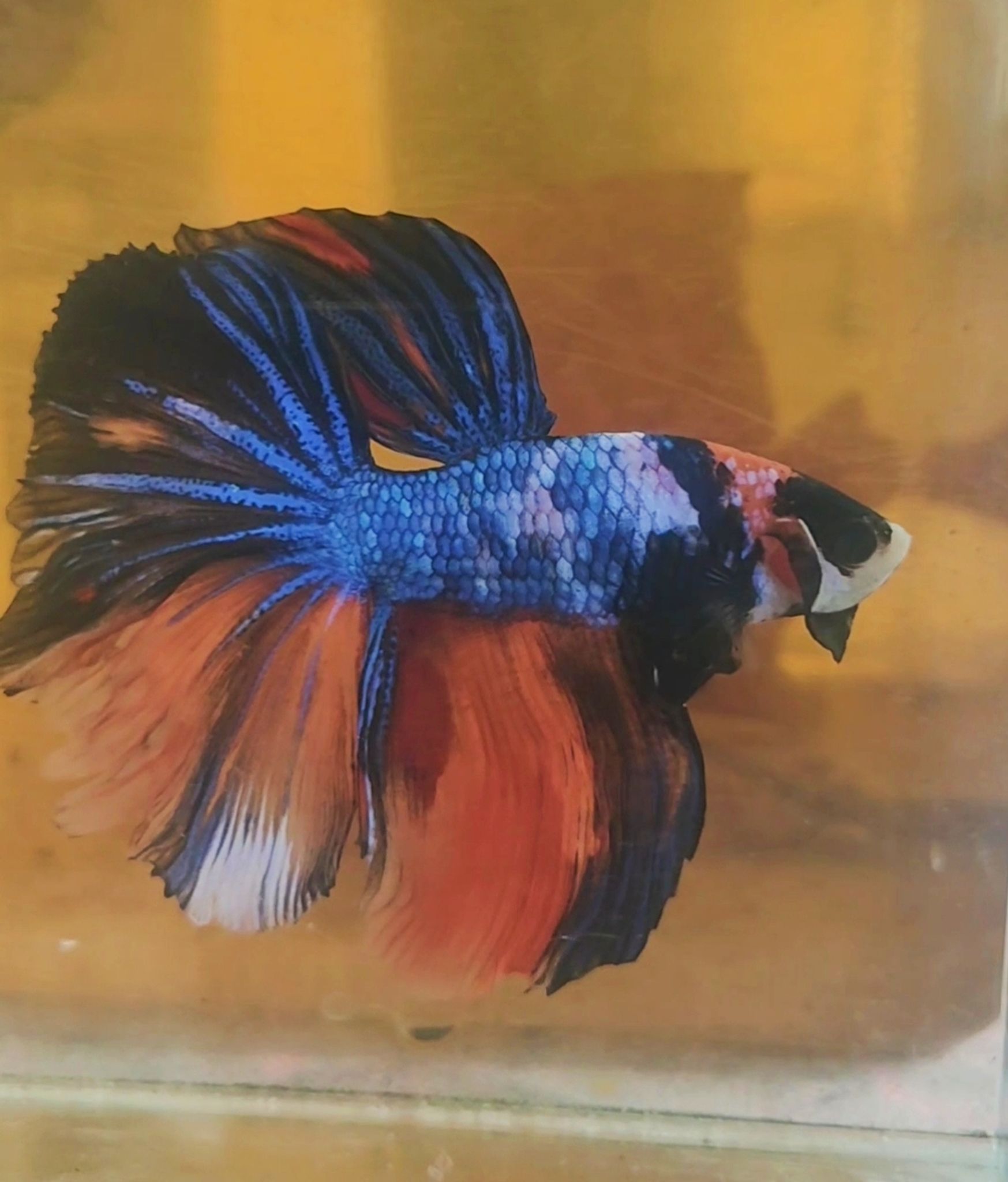 Bettafish halfmoon big size || Nemo multycolour long tail || bettafish halfmoon