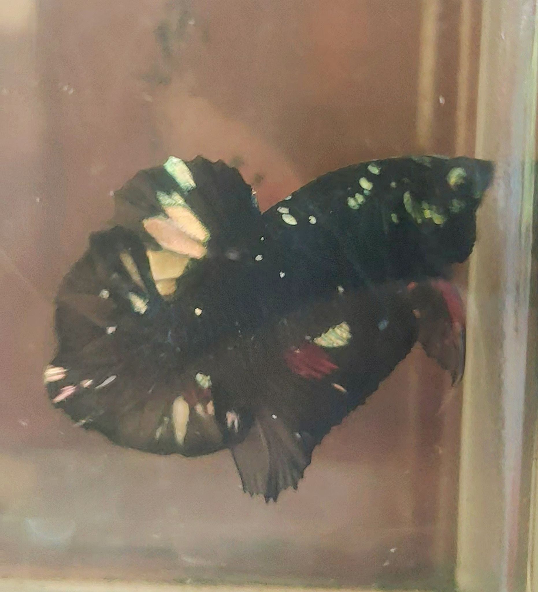 Betta plakat Avatar stardust size reguler Line Thailand || Plakat betta avatar stardust