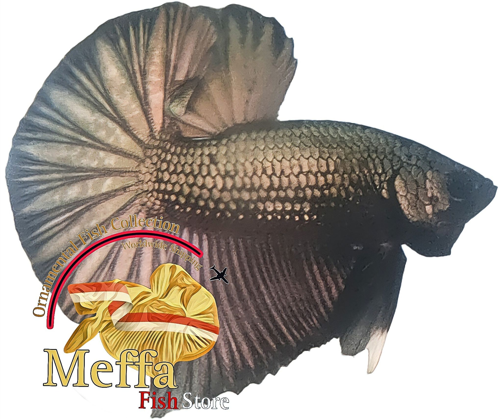 Halfmoon plakat ( IBC ) betta BLACK COPPER WITHOUT RED COLOUR LINE THAILAND