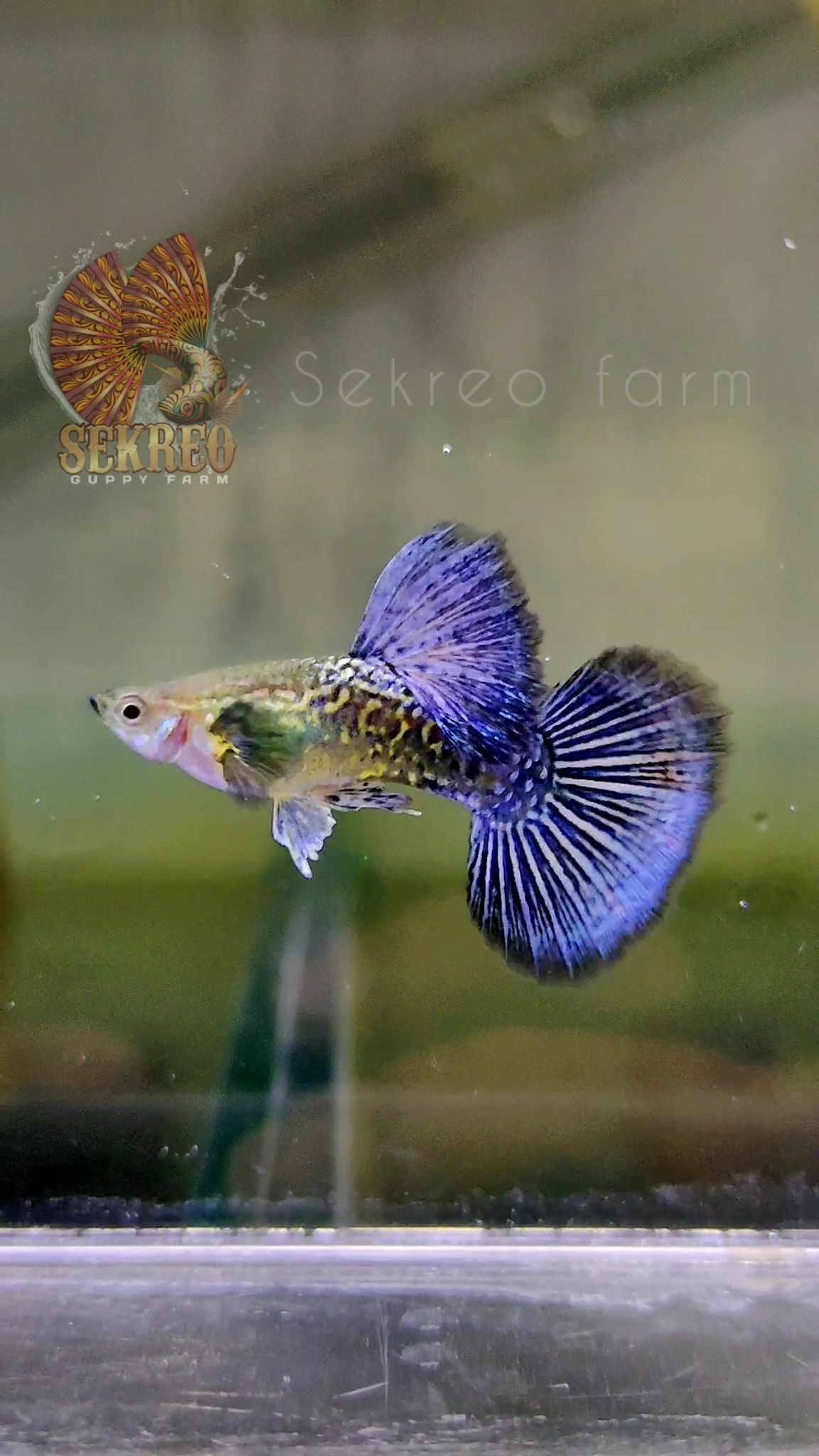 BLUE DRAGON BDS PREMIUM 