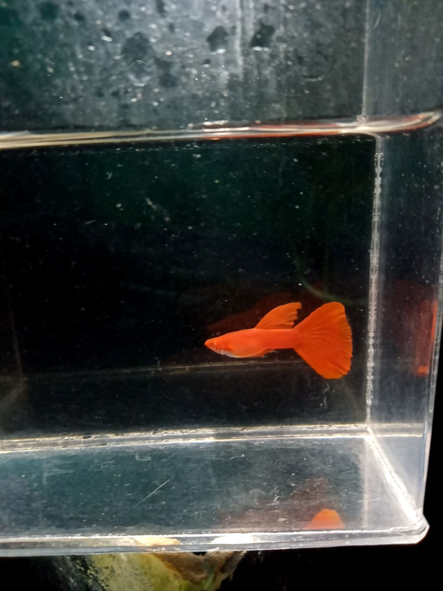 albino full red red ear