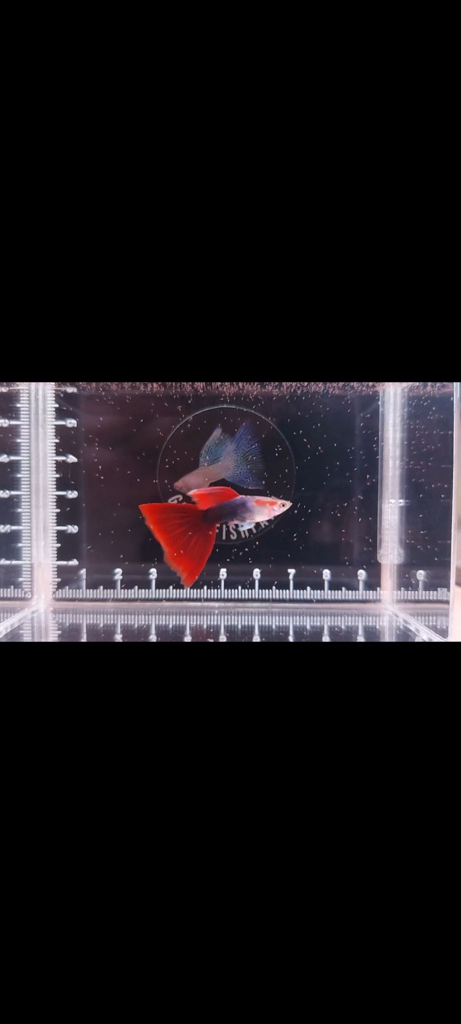 Half black red delta tail