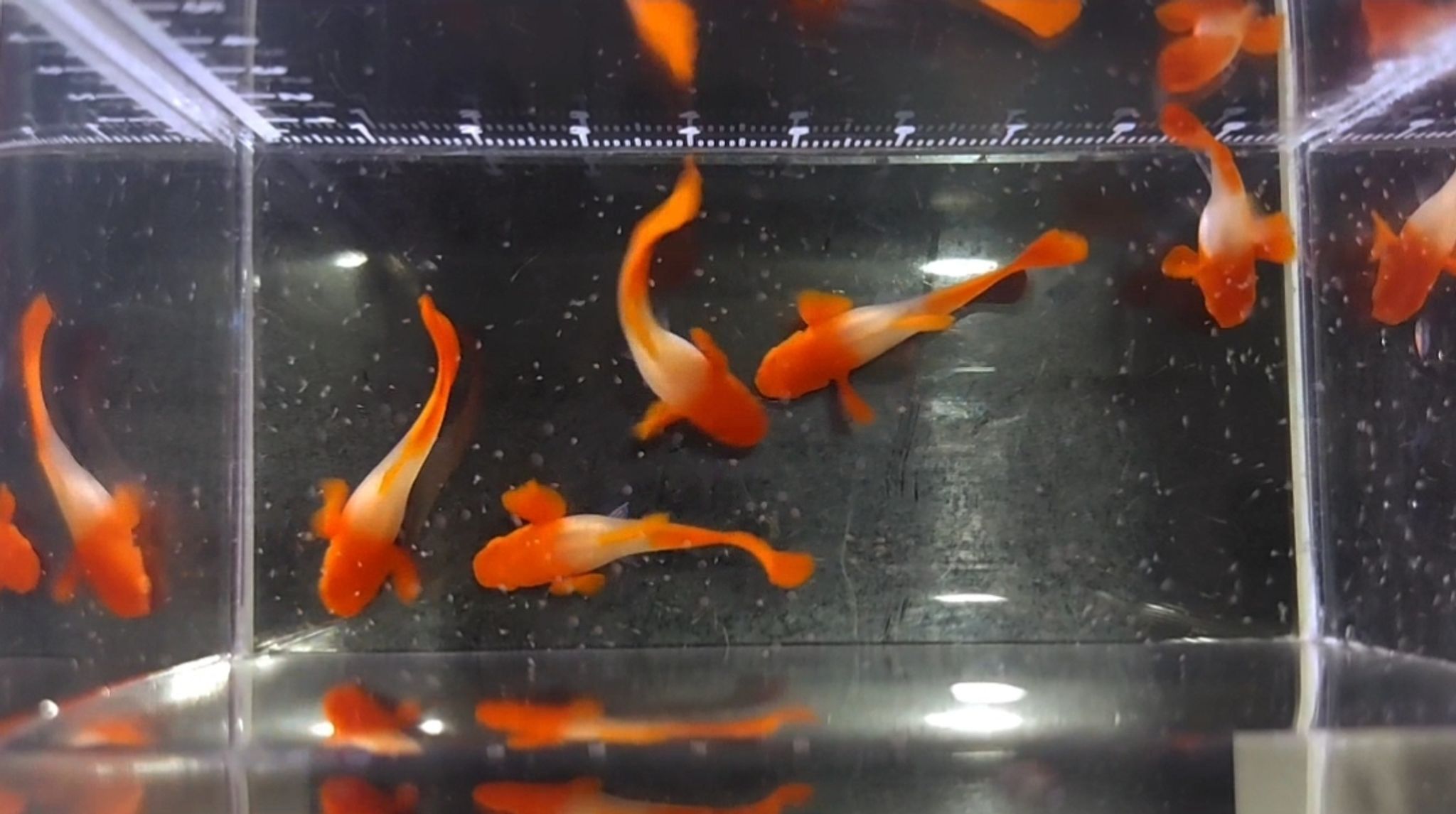 Albino koi guppies