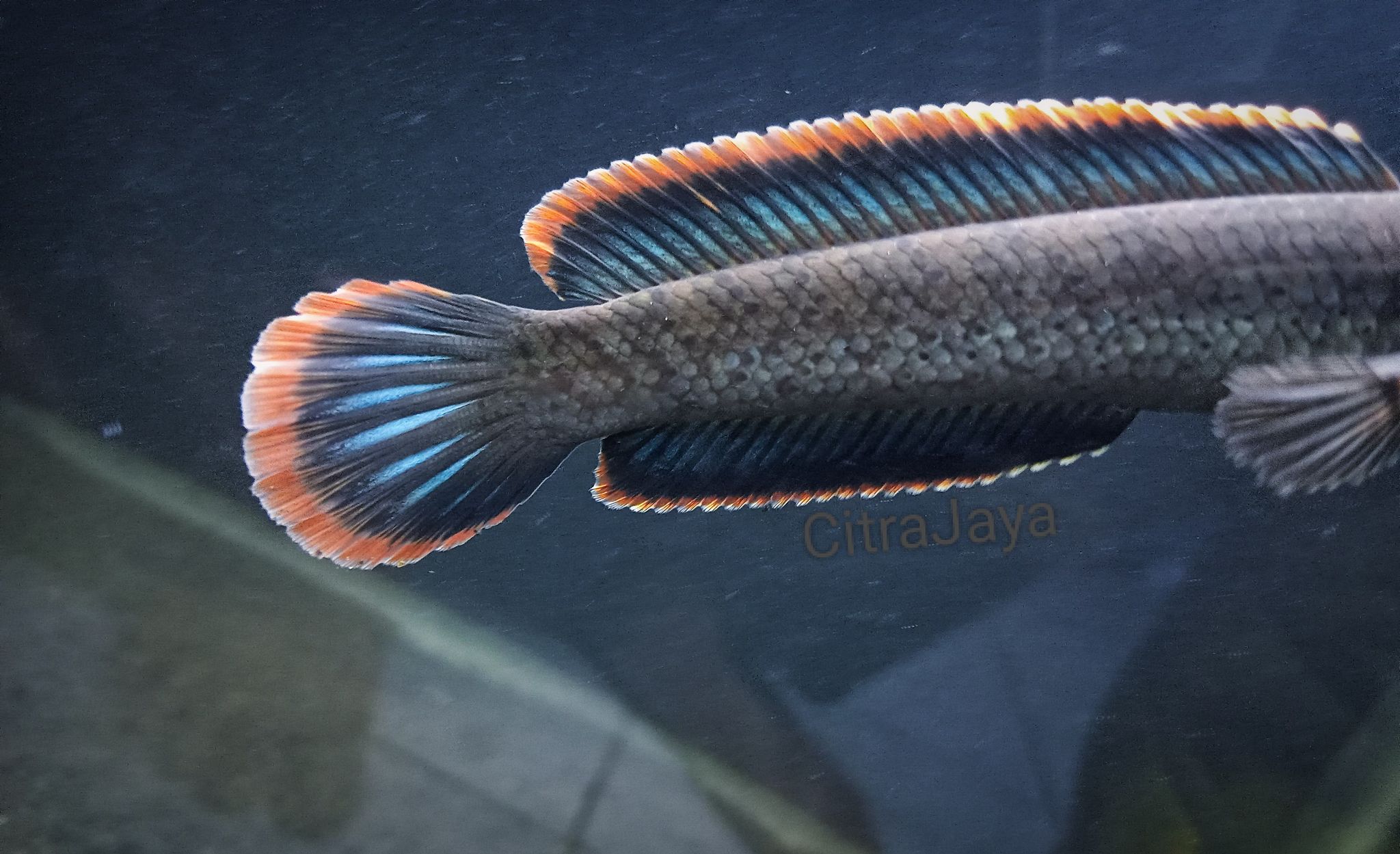 Channa Limbata Champion