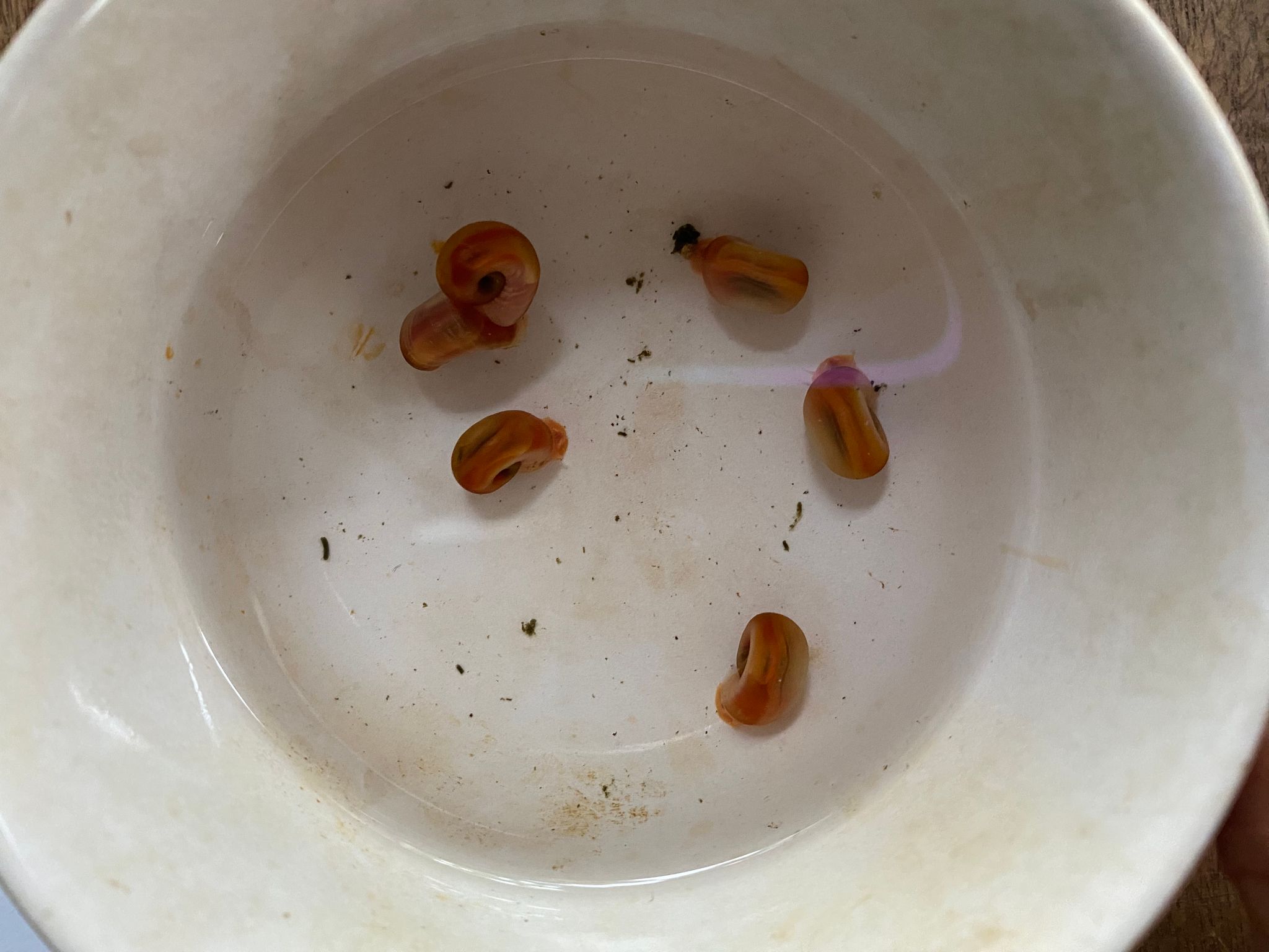 Red ramshorn snails (for feeding puffer fish)