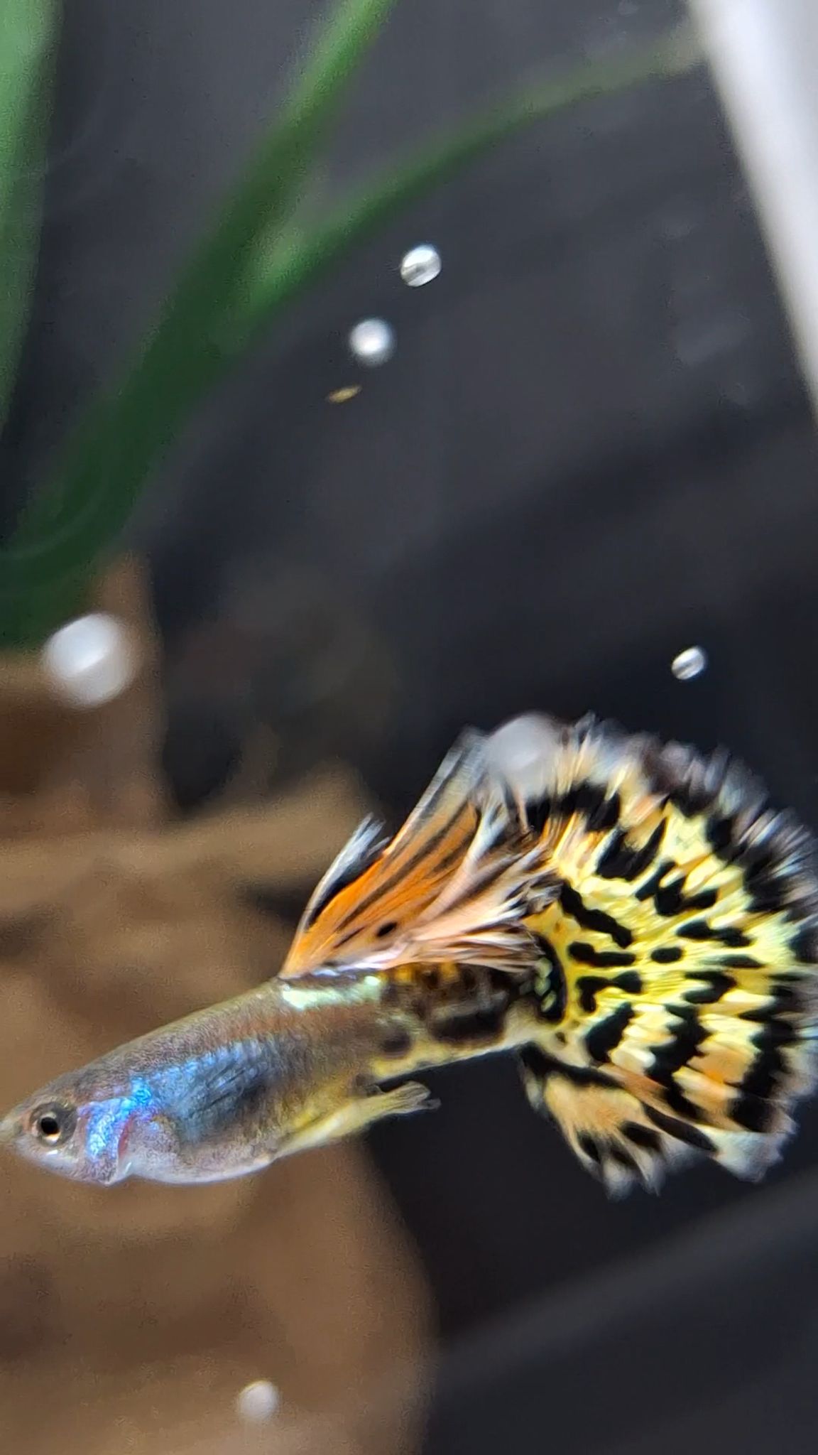 Higher Care Guppy Leopard
