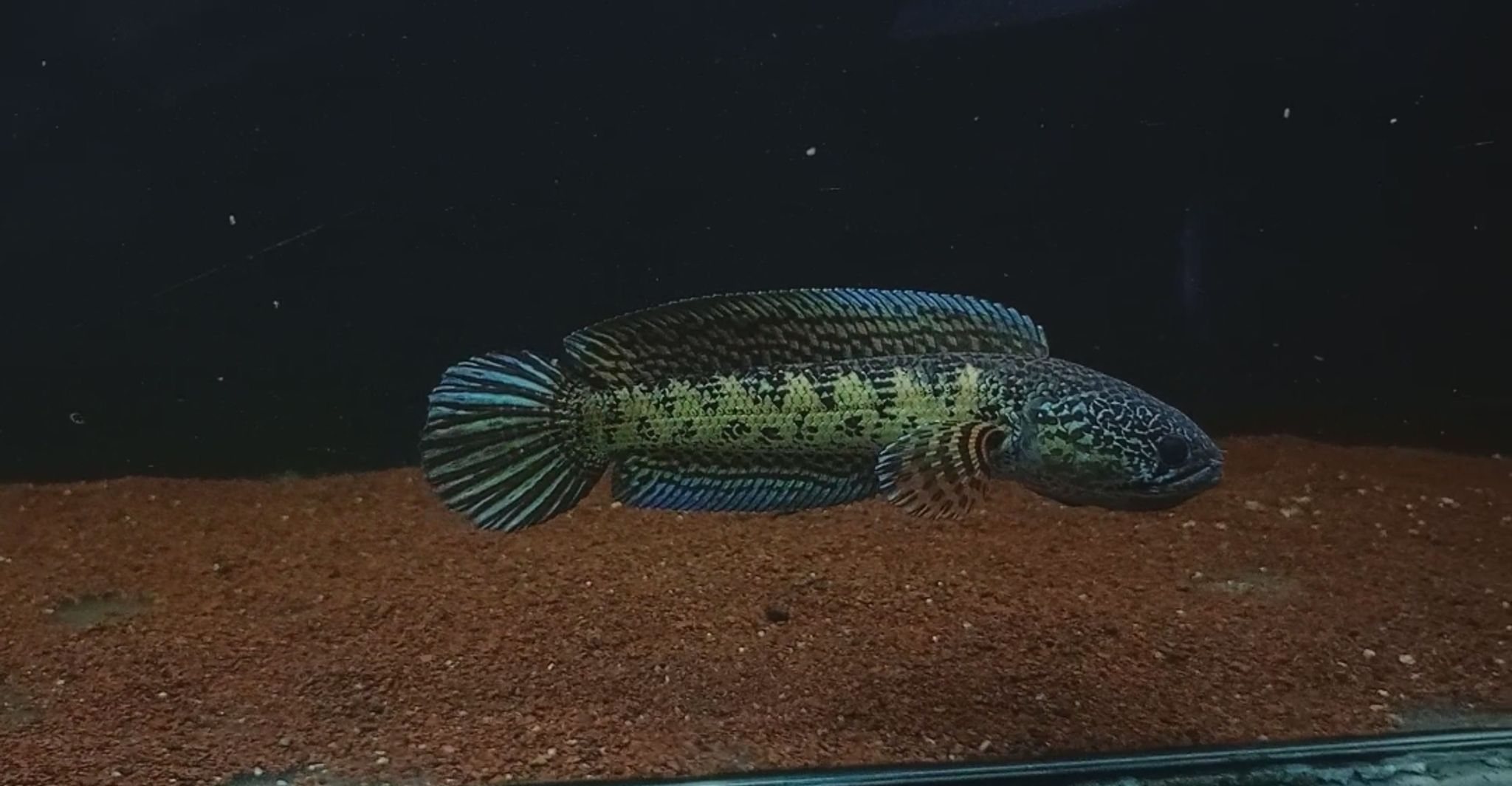 Snakehead auranti maculata