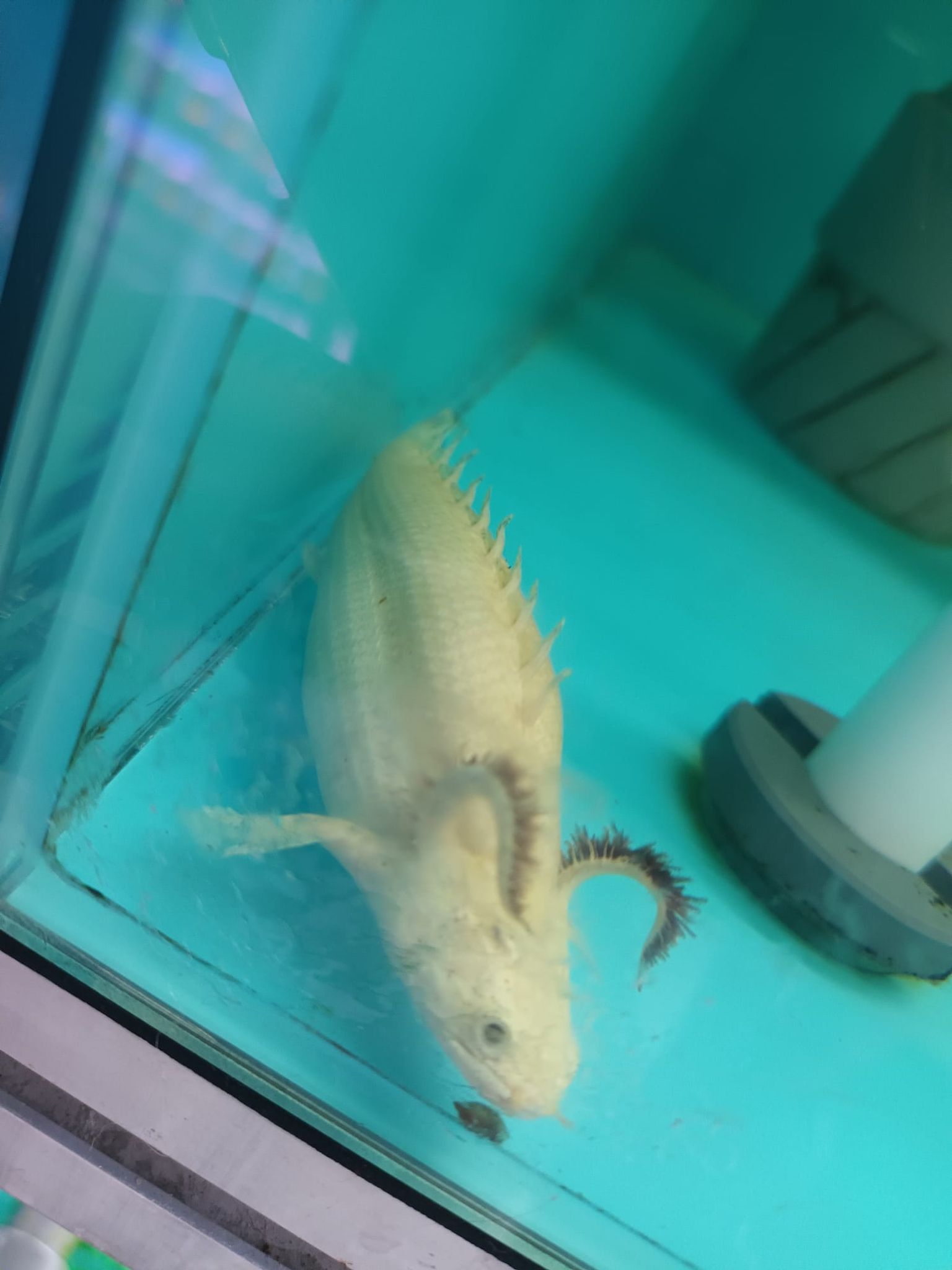 Albino bichir