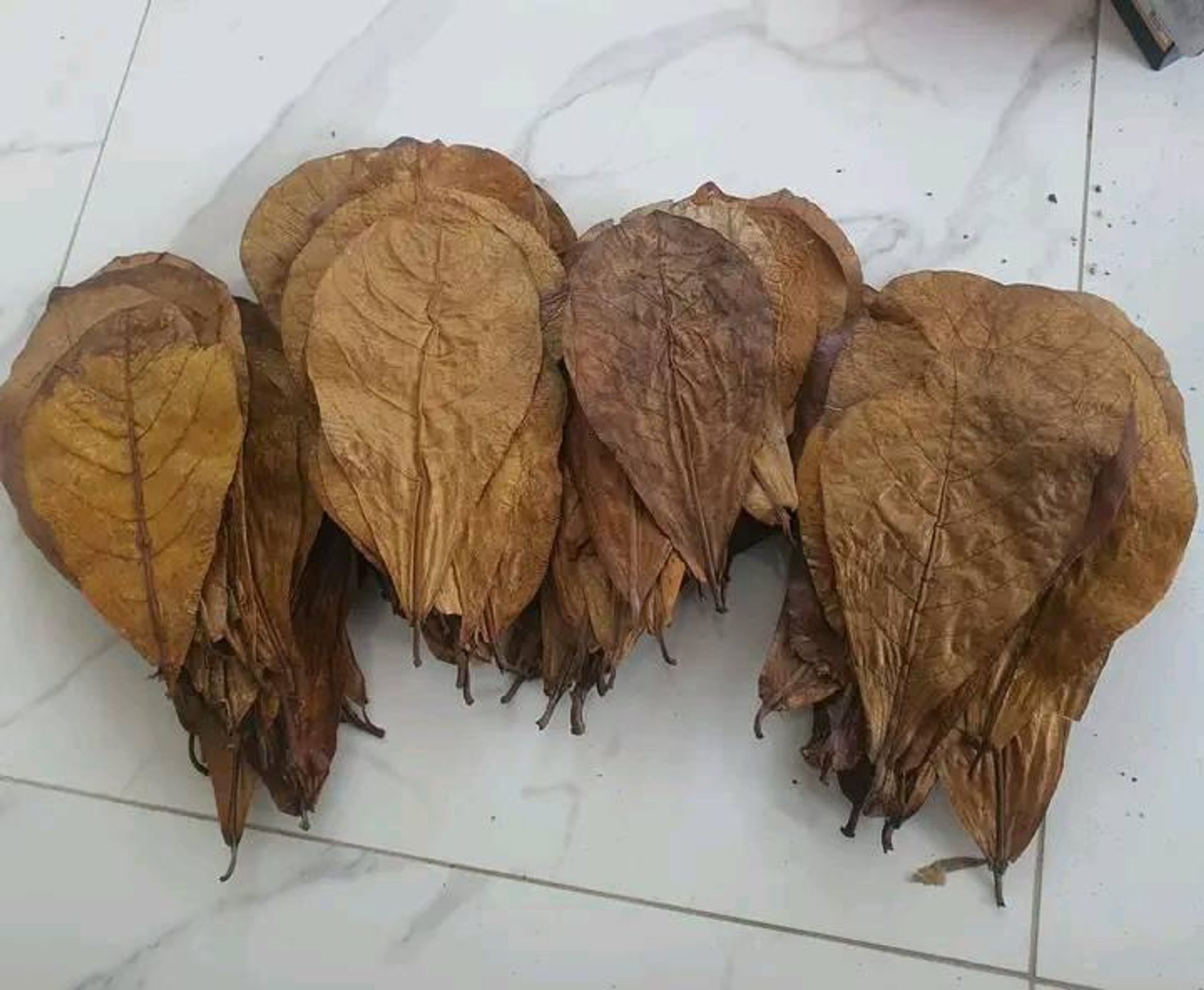 Indian almond leaves (Terminalia Catappa Indonesia)