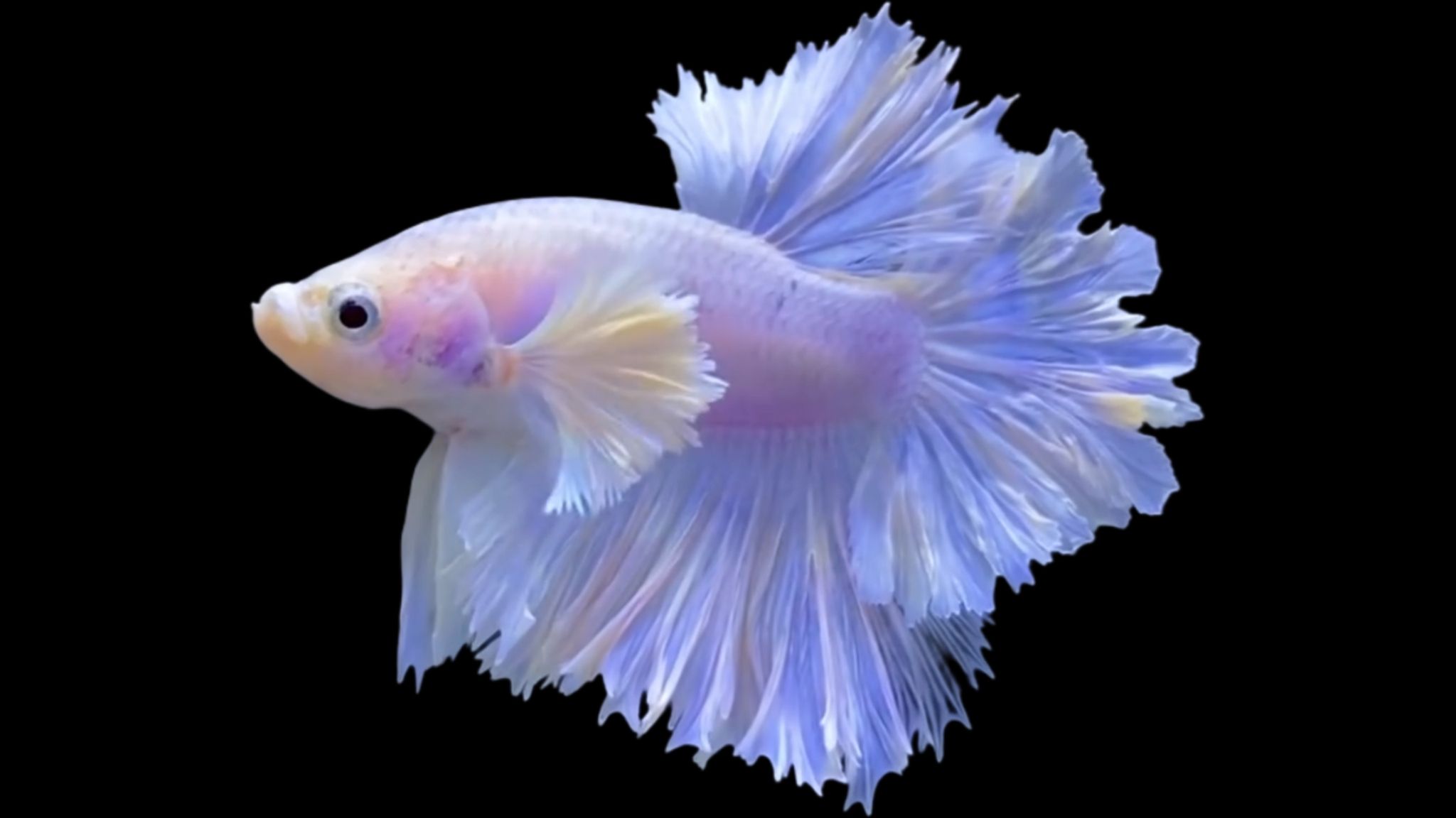 Betta Halfmoon Dumbo feather tail