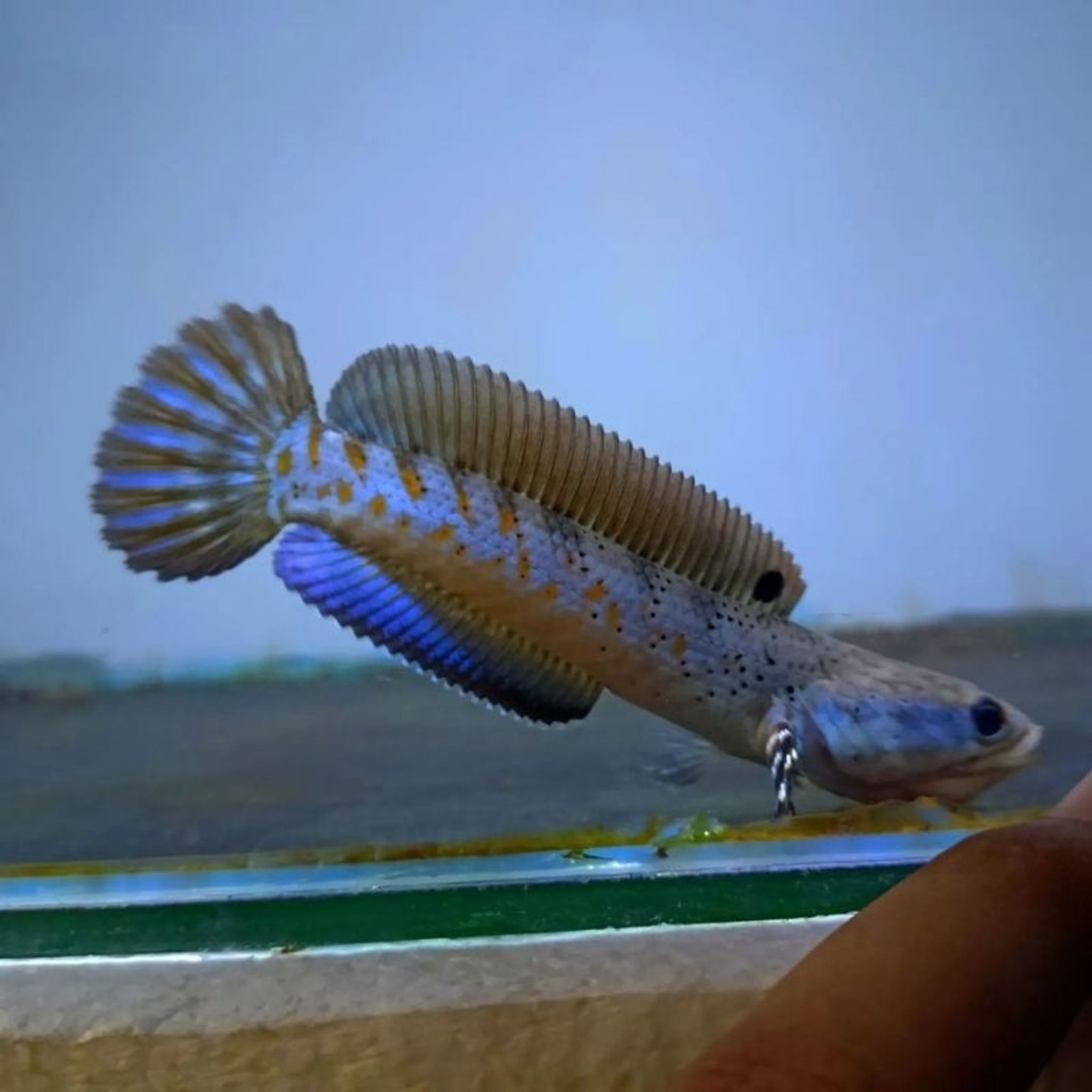 Channa Blue Pulchra