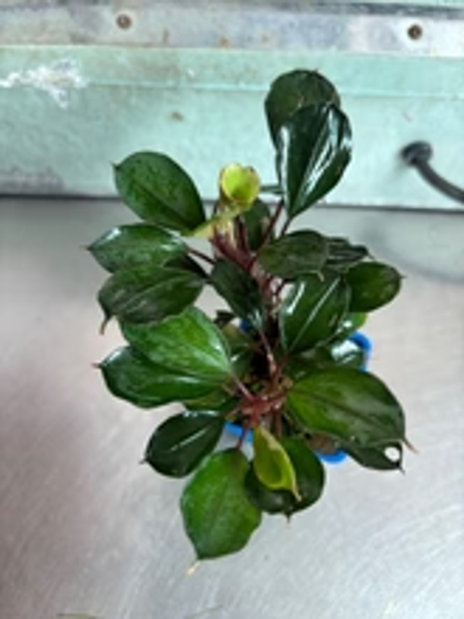 Bucephalandra Red Heart