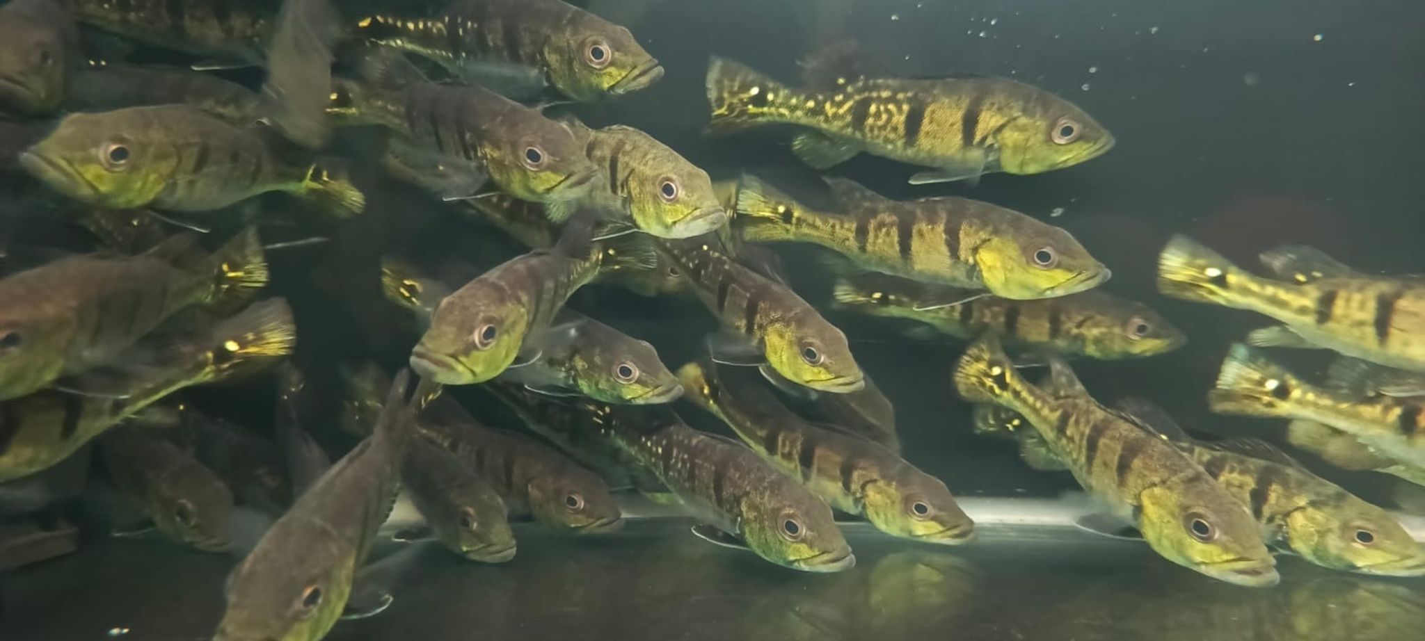 PBass Kalberi
