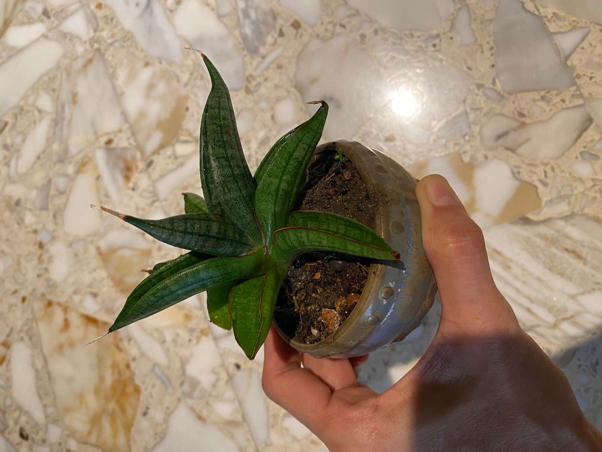 Sansevieria patens