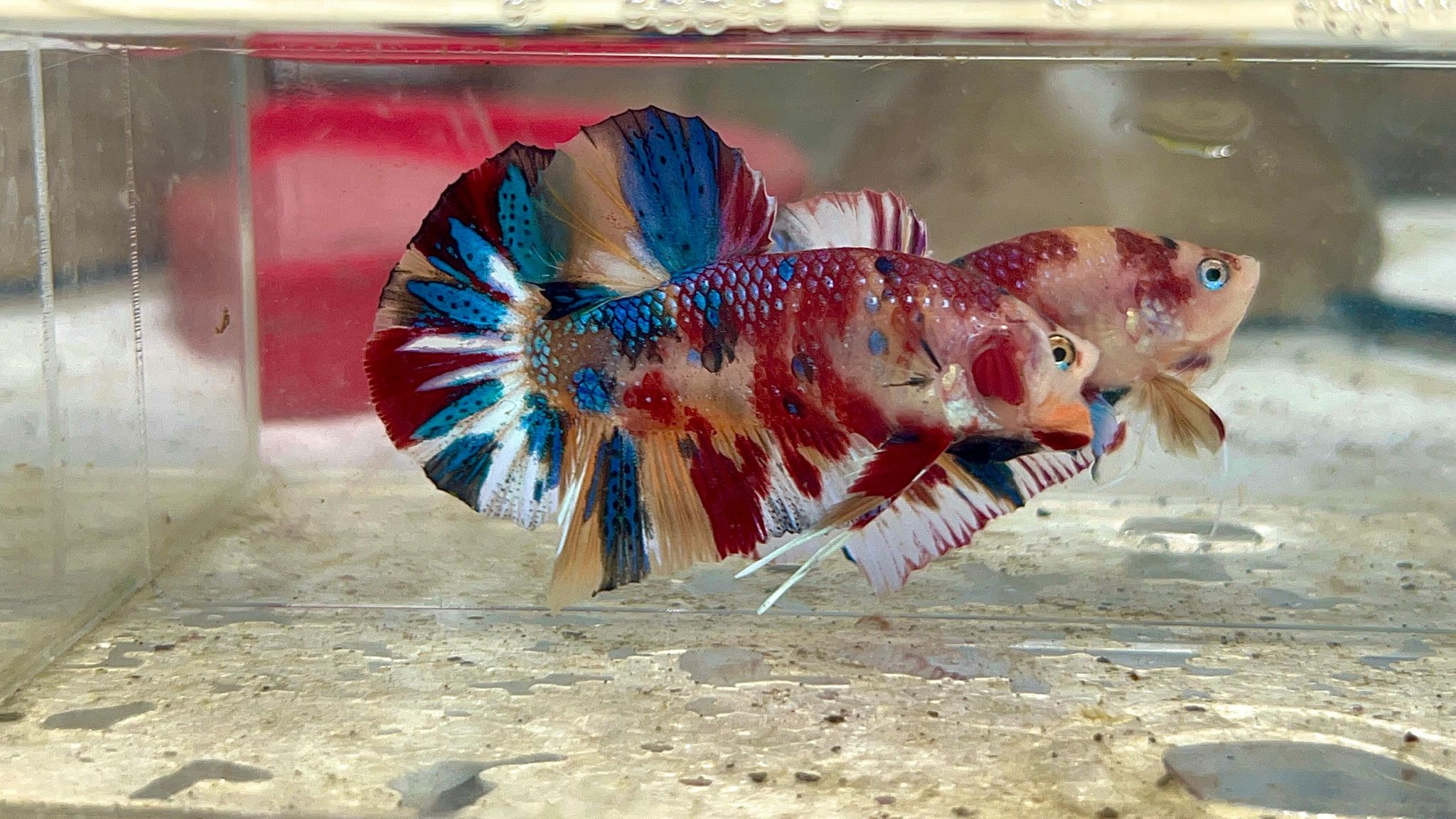 Multicolor metalic
