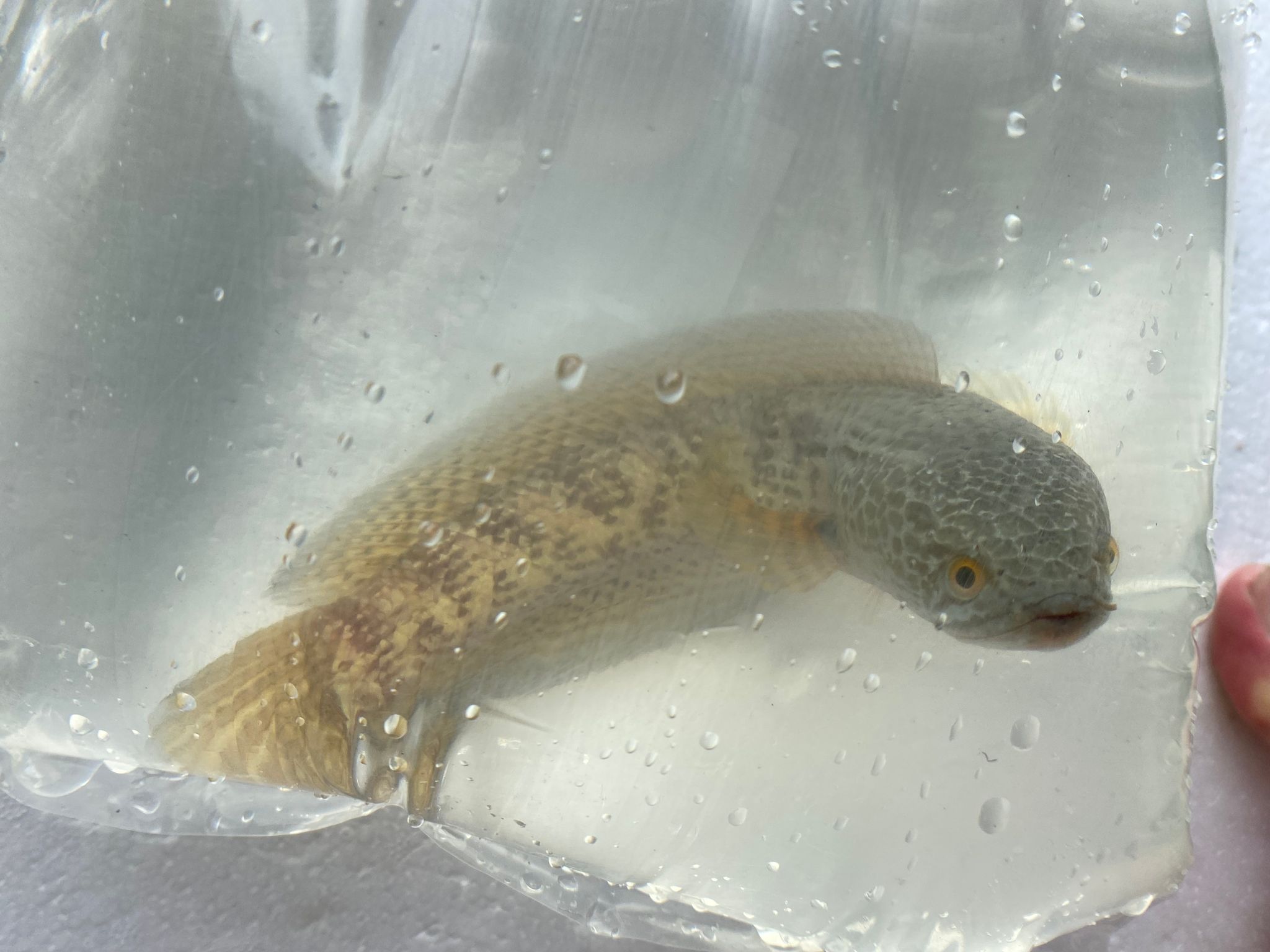 Channa aurantimaculata (cobra snakehead)