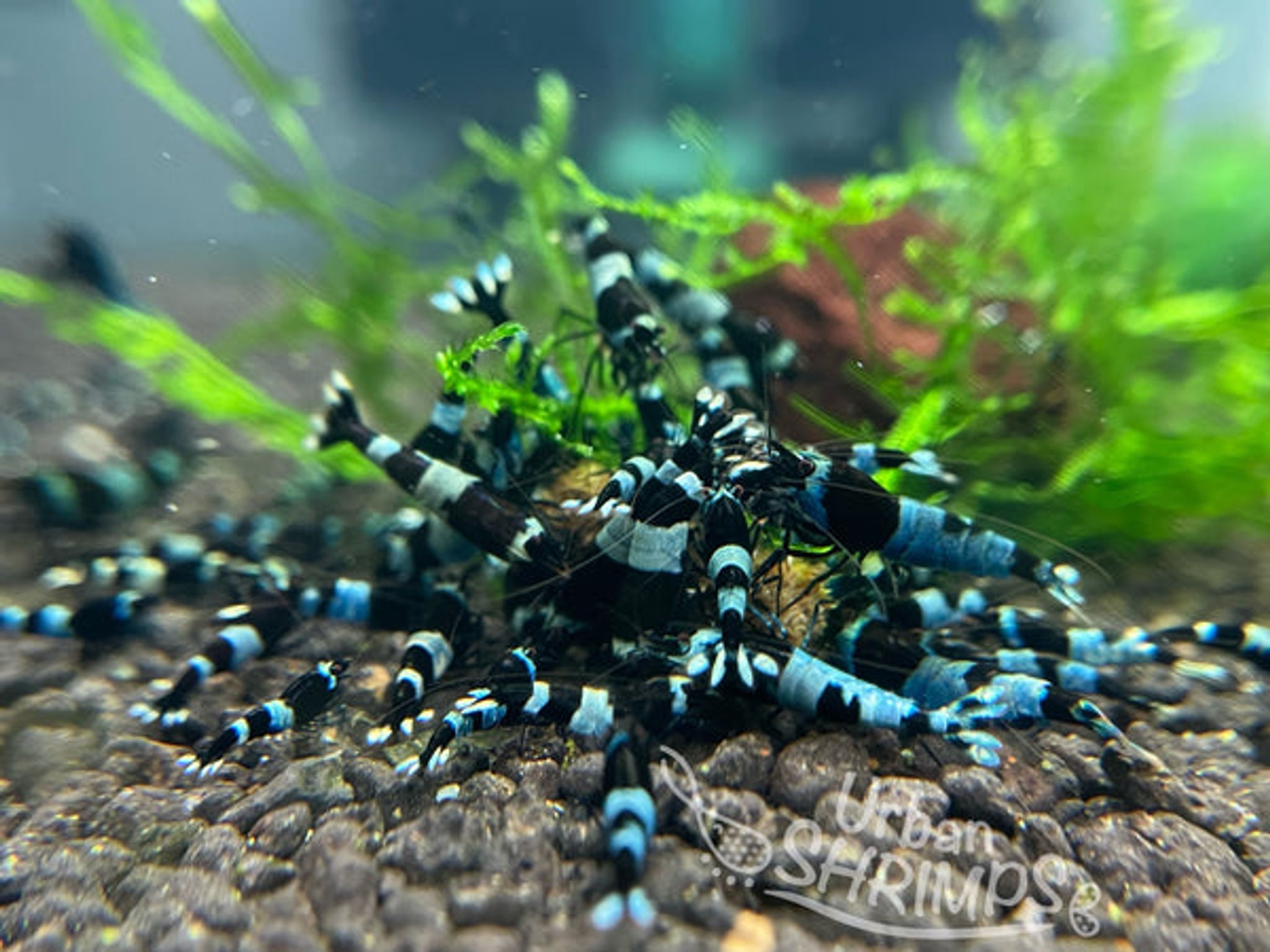  Black King Kong Shrimp