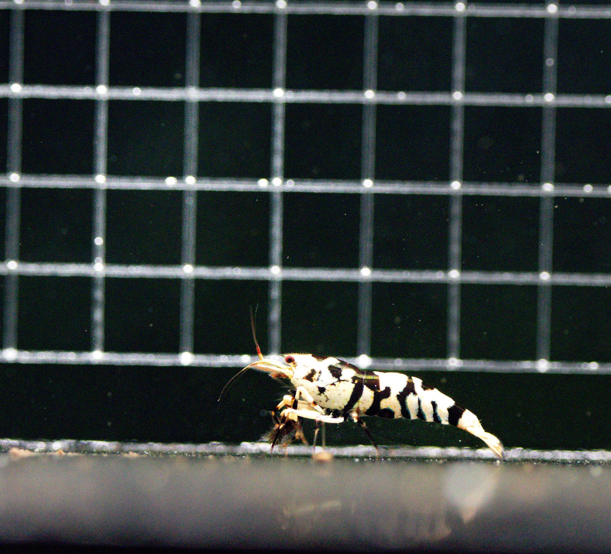 Black fancy tiger (common grade)