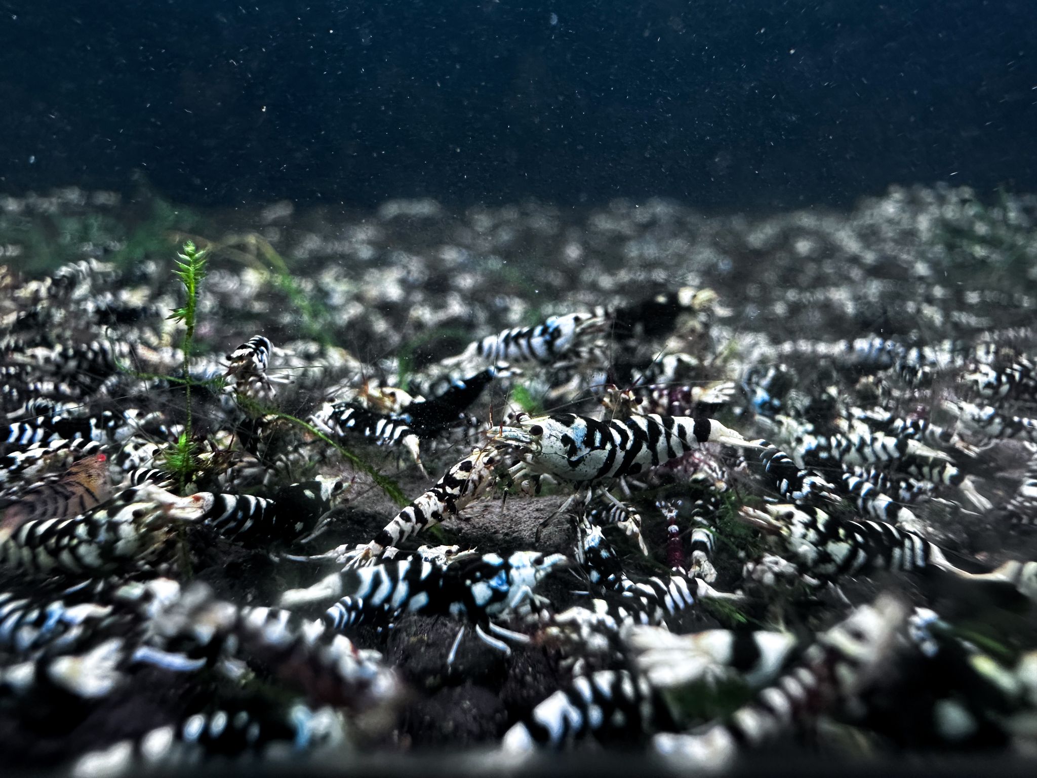 Black fancy tiger (common grade)