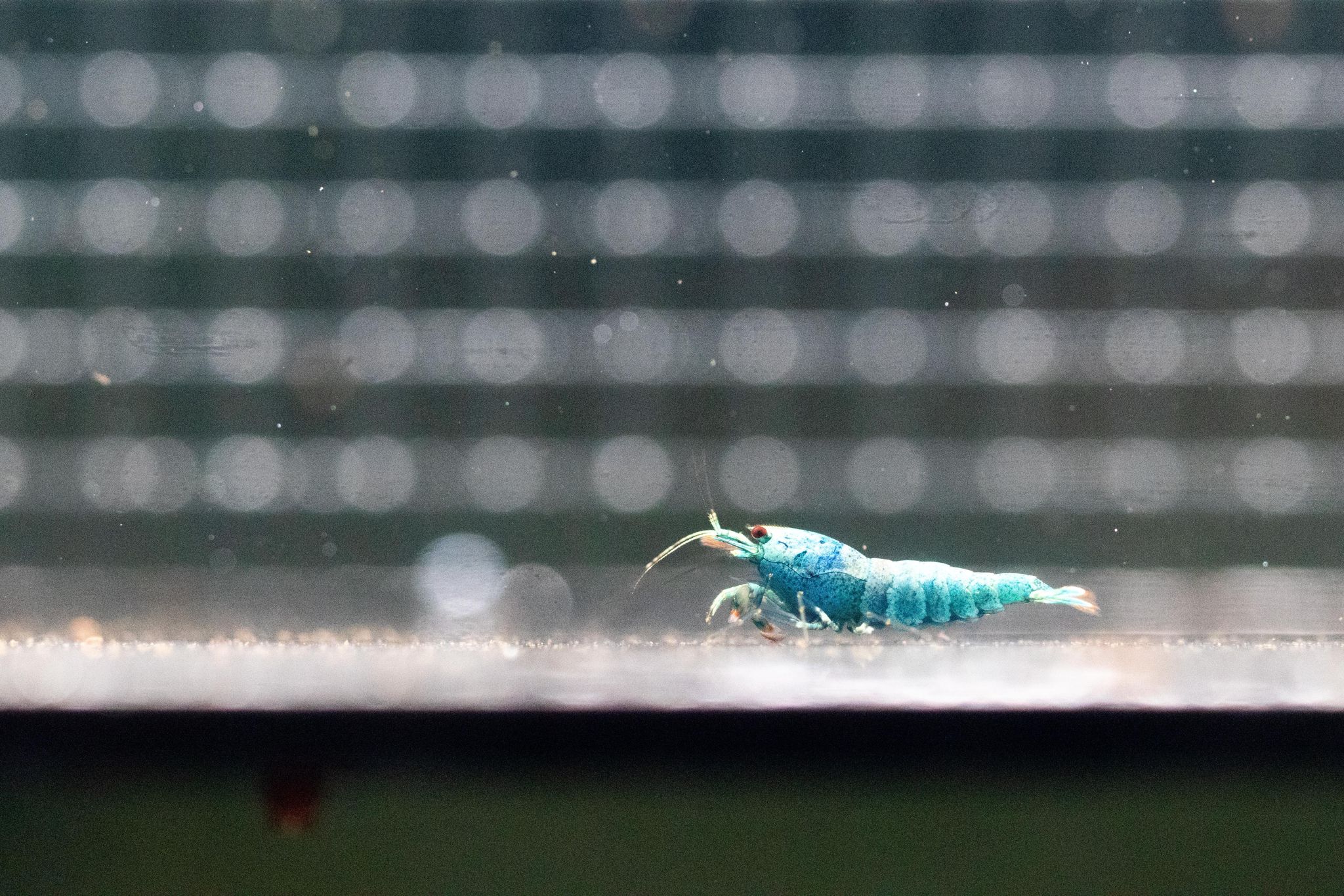 Blue bolts (juveniles)