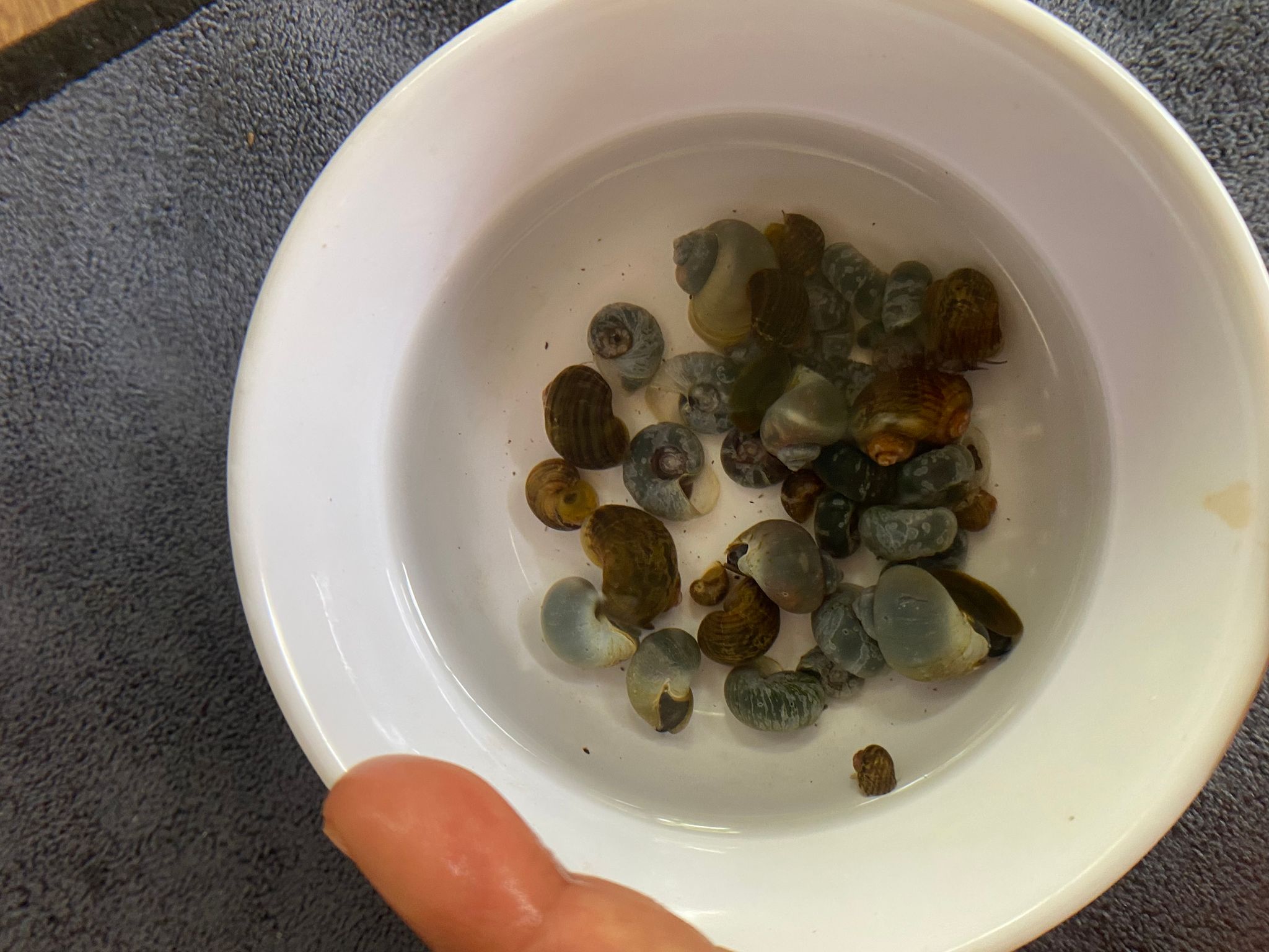 Feeders snails (assorted sizes/species)