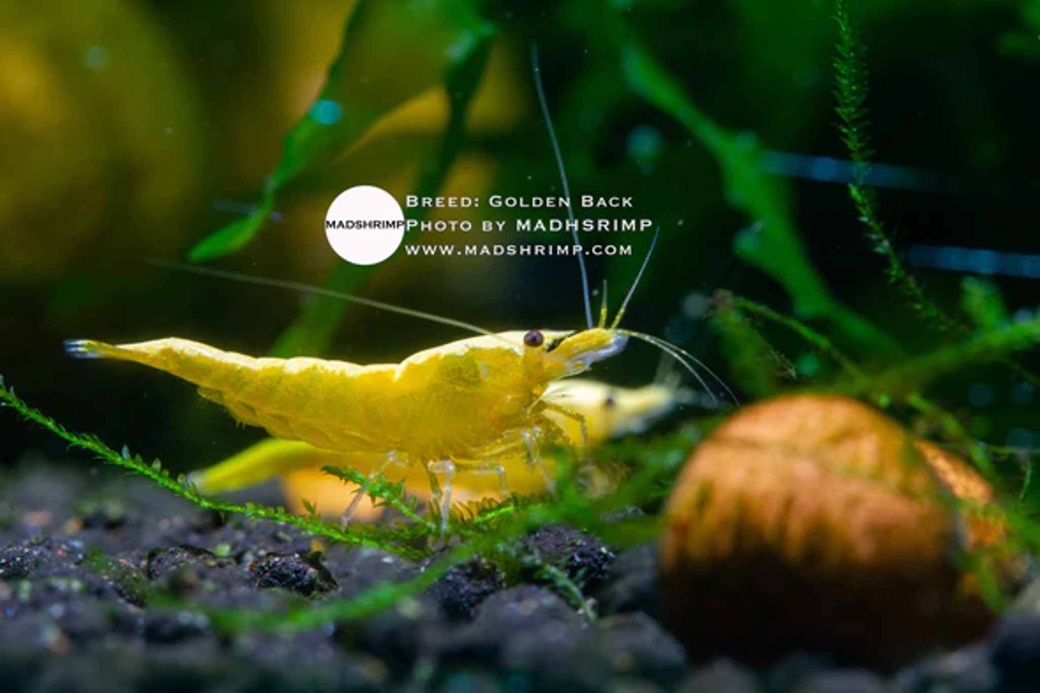 Golden Black Yellow Shrimp