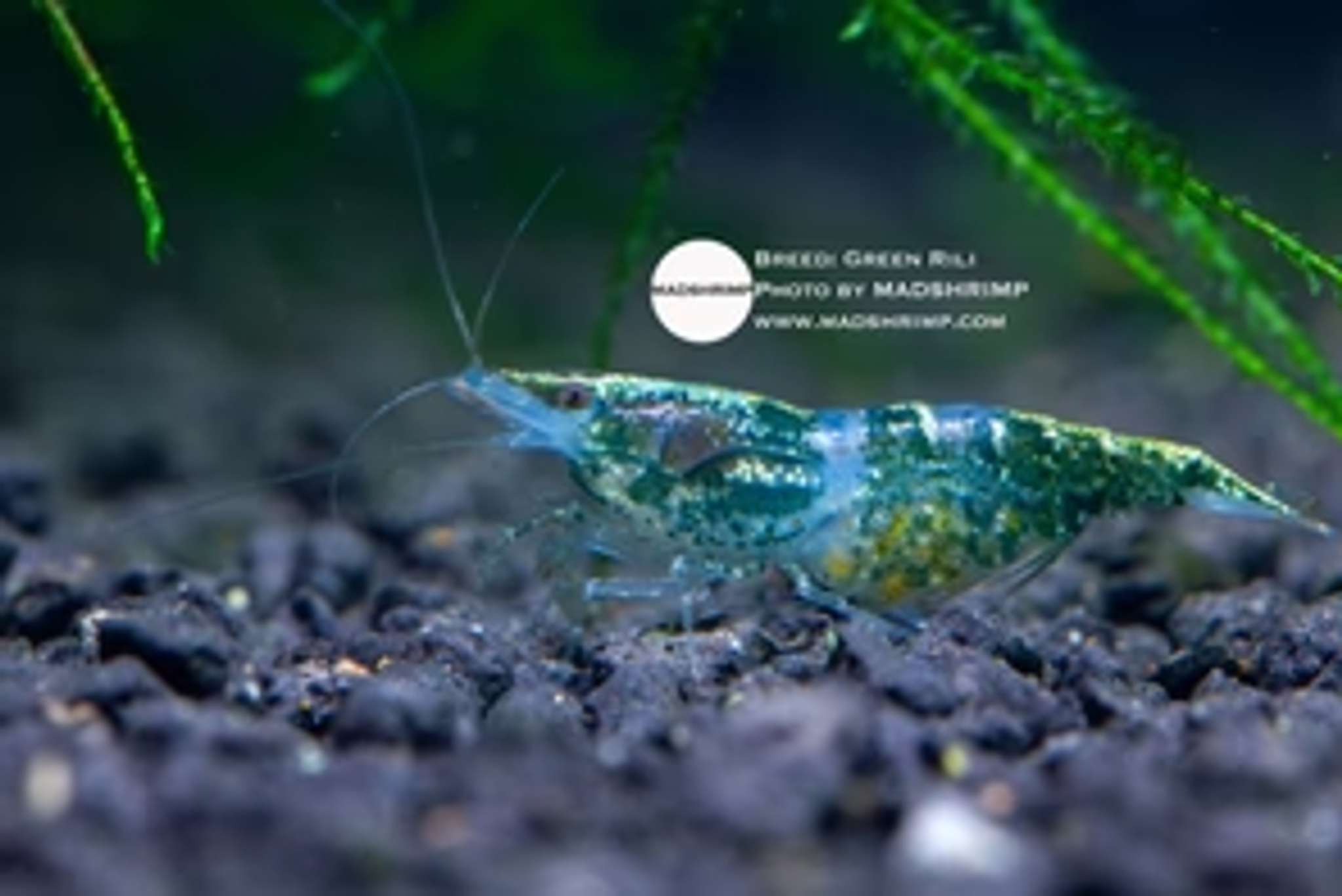 Green Rili Shrimp