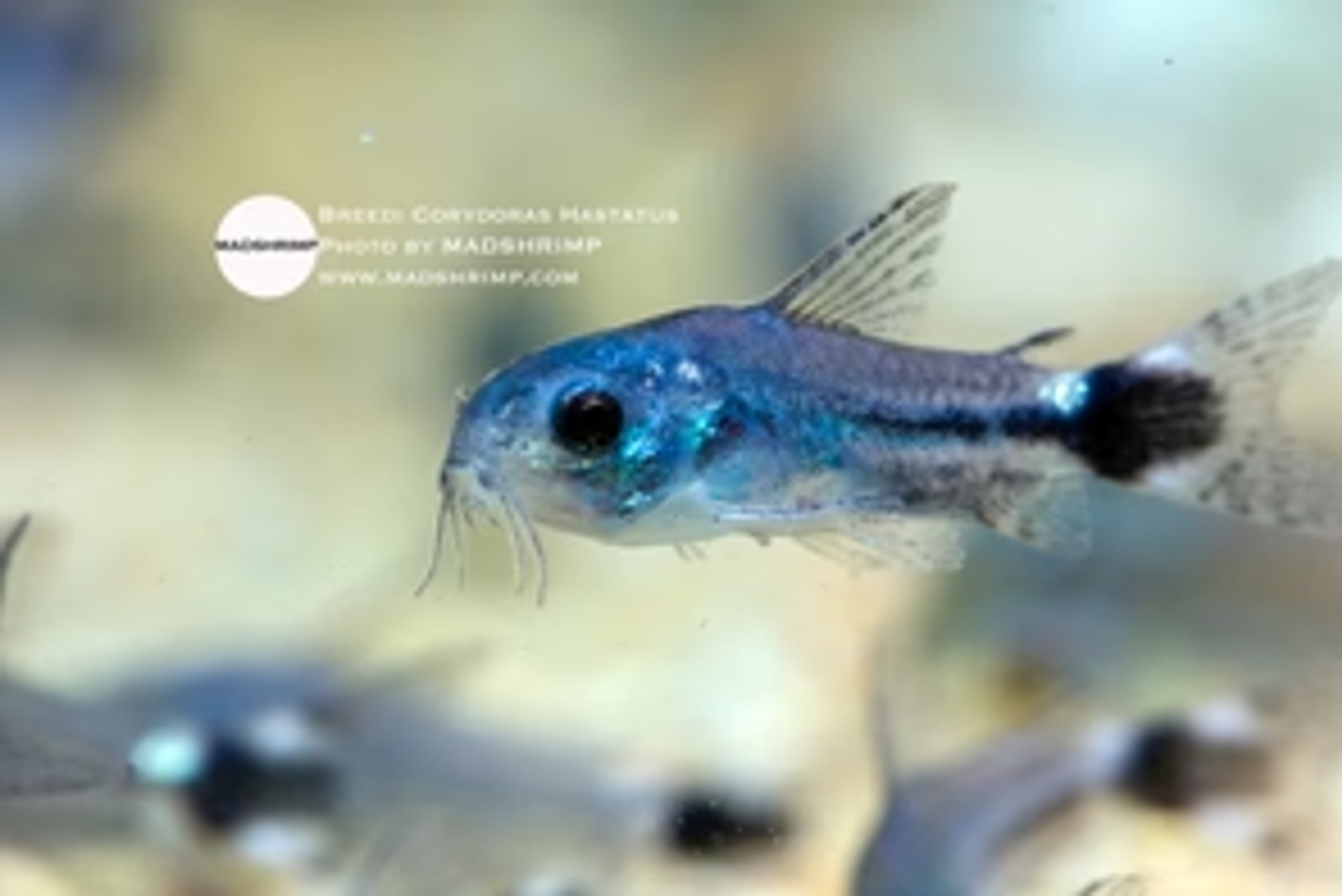 Corydoras Gastrodermus Hastatus