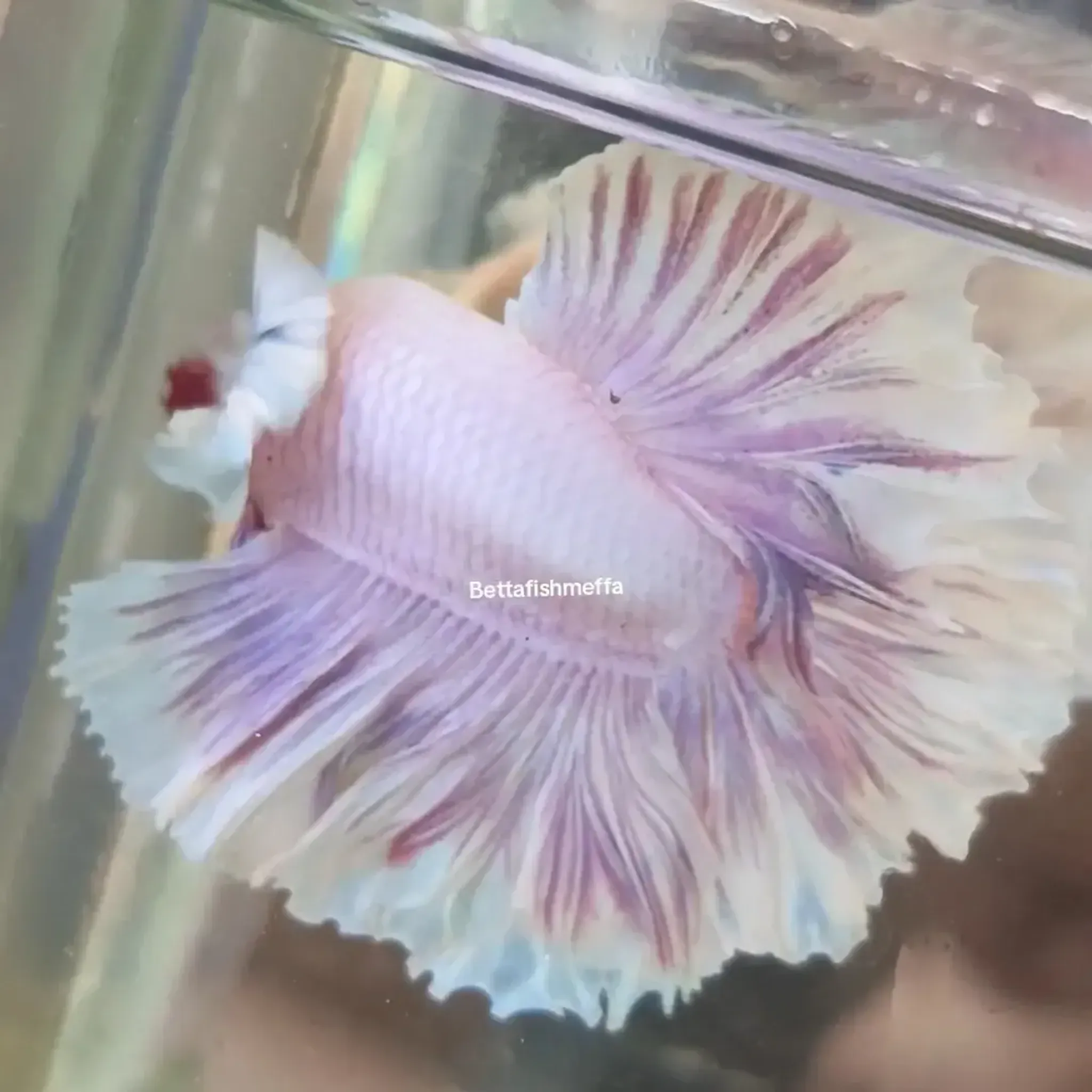 Halfmoon Dumbo ear Feathertail
